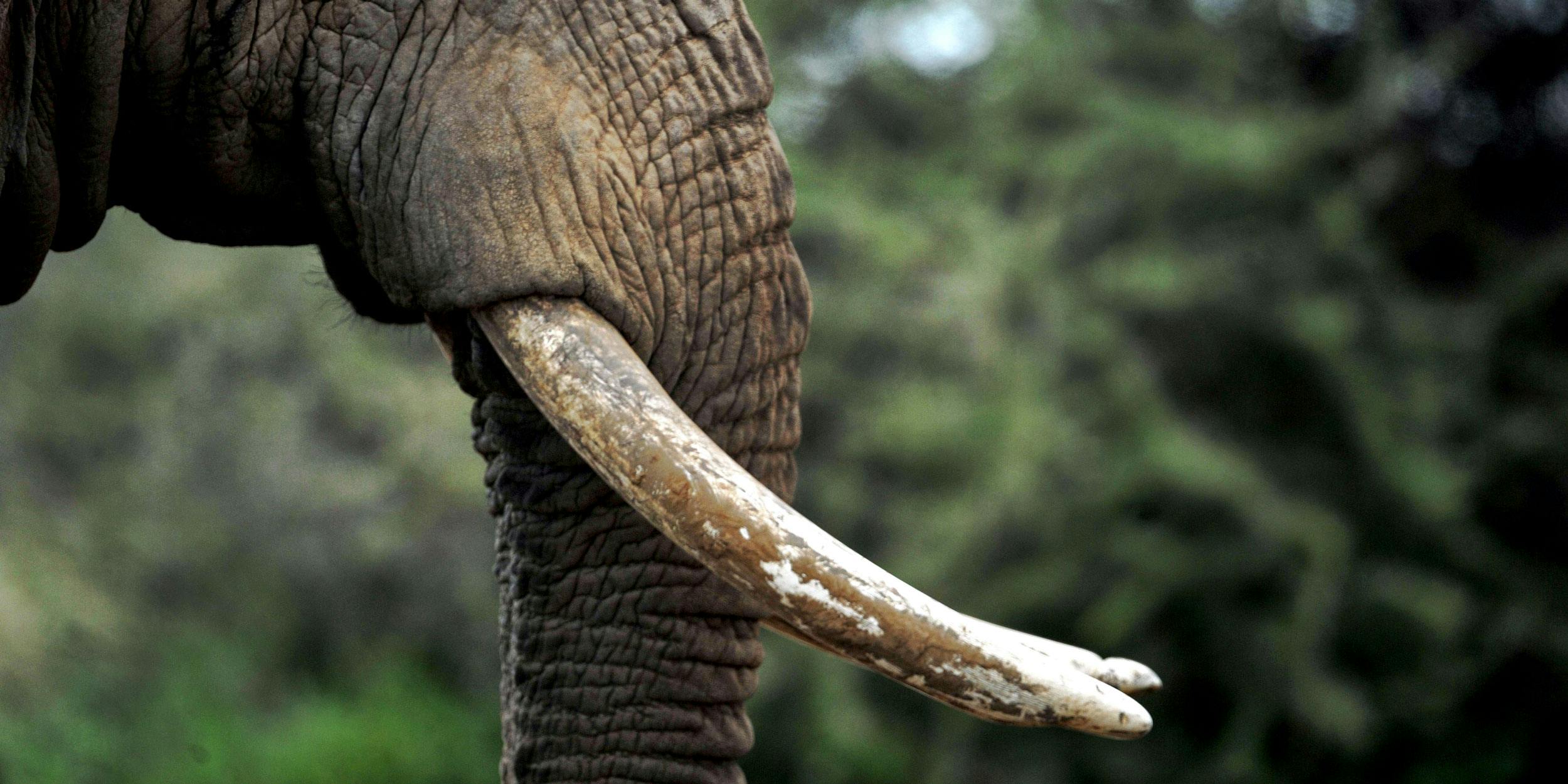 A $24,000 Joint Was Just Auctioned Off to Fight Elephant Poaching