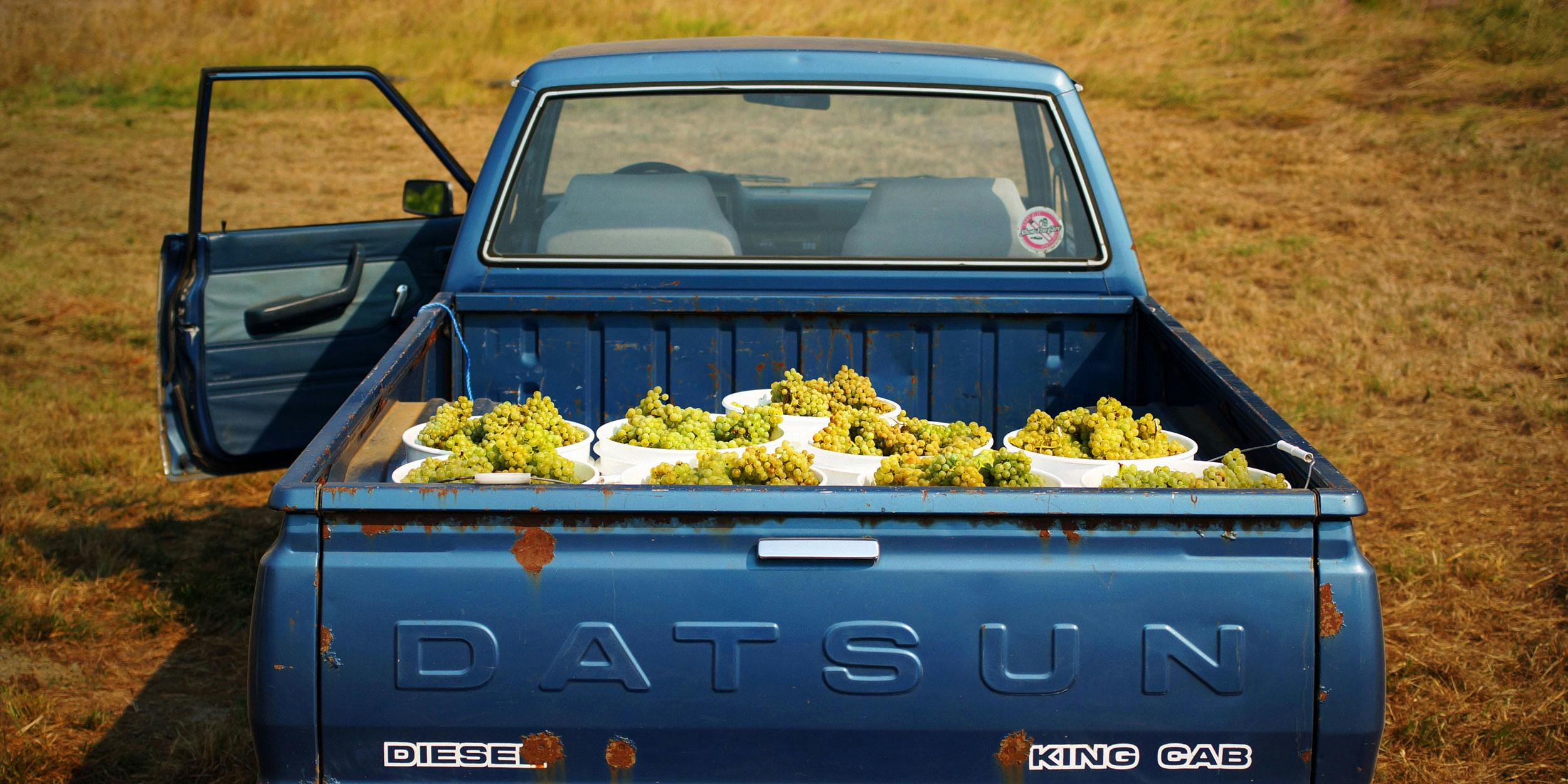 Truck full of grapes to make wine