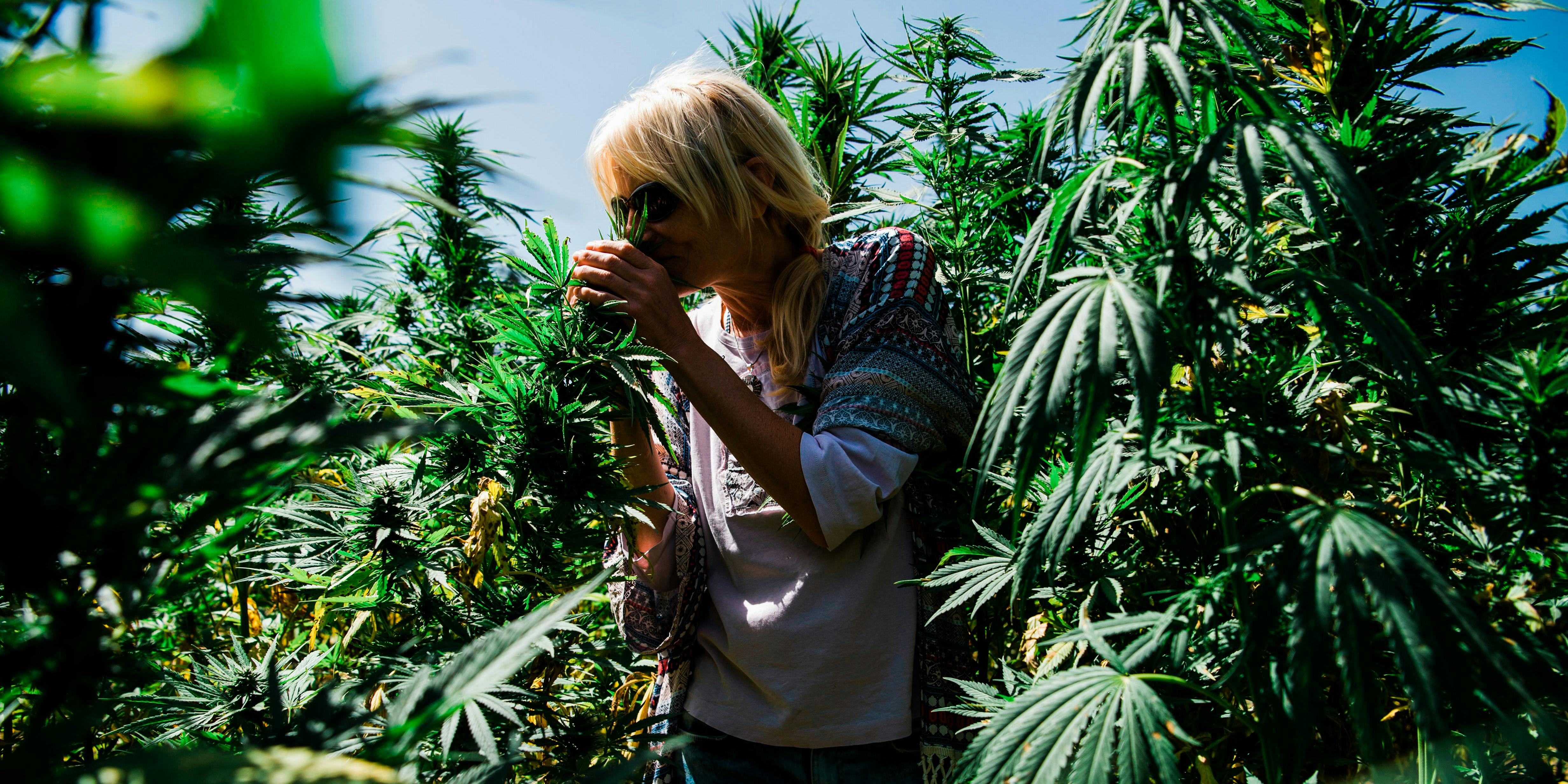Humbolt County Cannabis Farmer tends to her grow operation