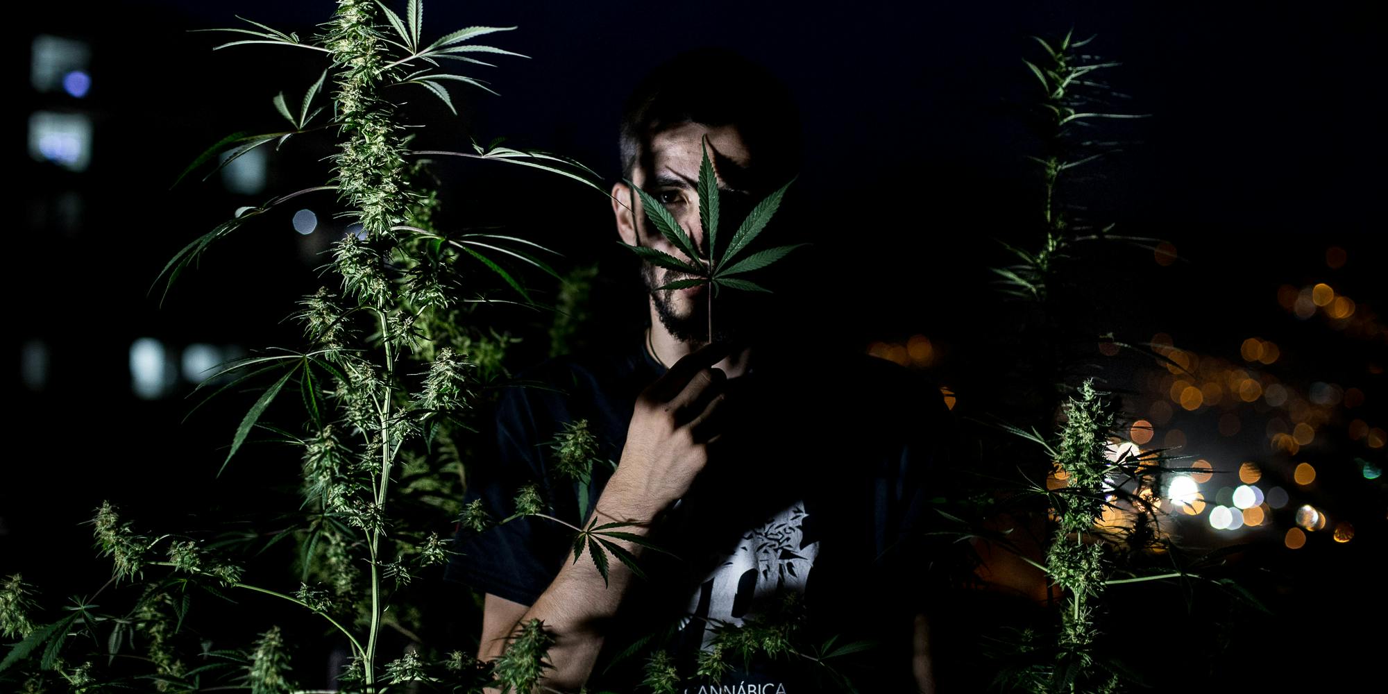Inside the Hidden Cannabis Home Grows of Medellín, Colombia