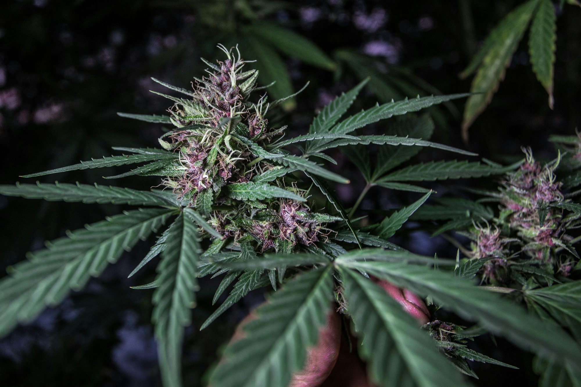 Marijuana Grows Medelli%CC%81n Colombia Photo Essay 4 Maine Pageant Winner Stripped of Title Due to Cannabis Use