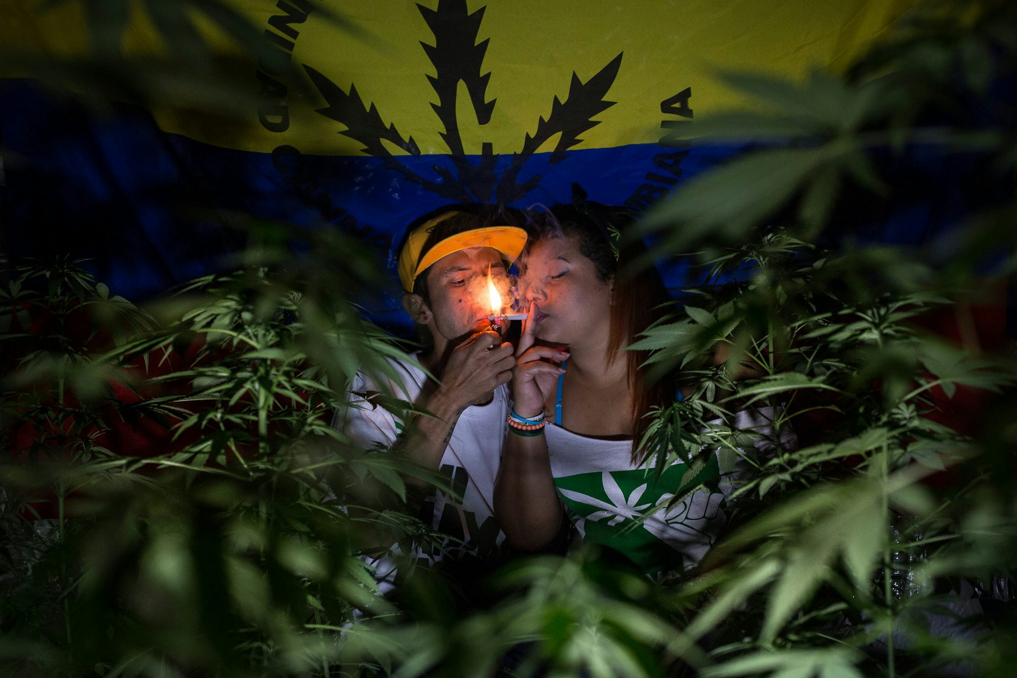 Marijuana Grows Medelli%CC%81n Colombia Photo Essay 9 Maine Pageant Winner Stripped of Title Due to Cannabis Use