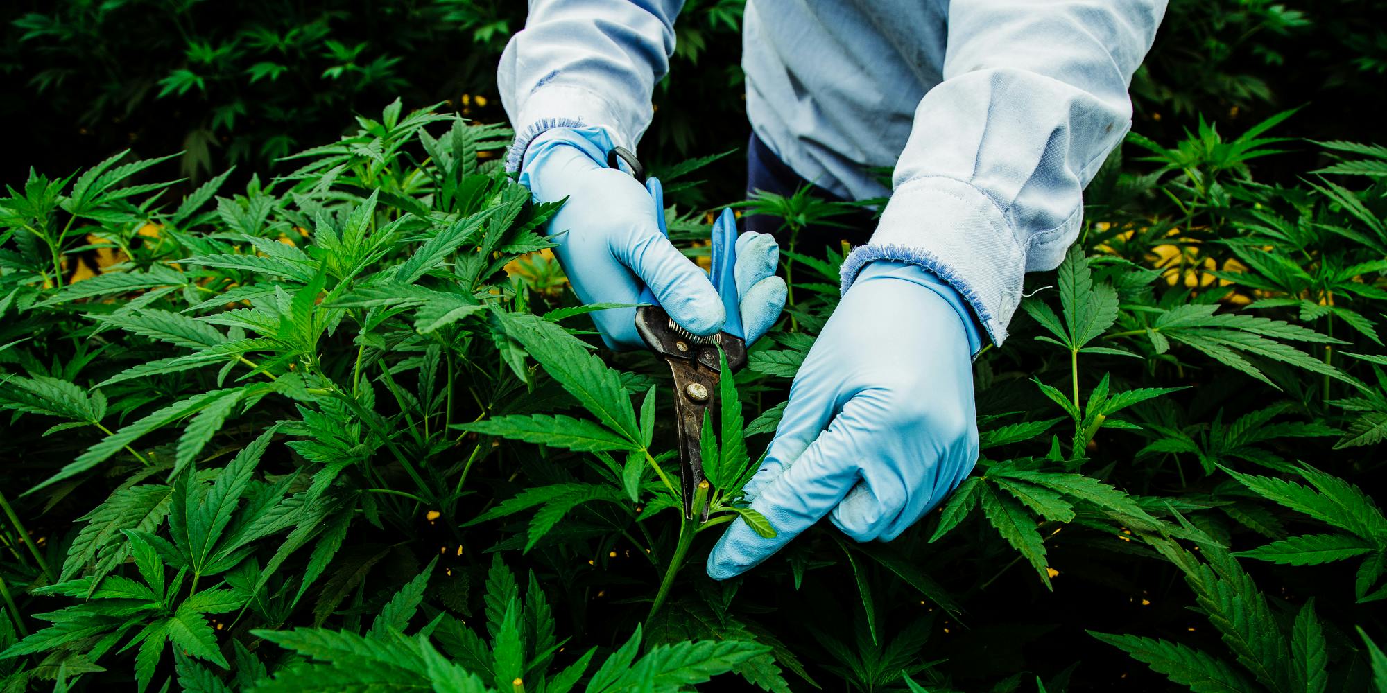 A worker at Pharmacielo trimming cannabis