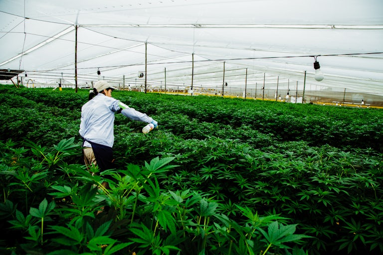 Pharmacielo bisa menjadi pemimpin di pasar ganja medis global 11 Kami Mengunjungi Kota Kecil di Kolombia yang Akan Menyediakan Dunia Dengan Gulma