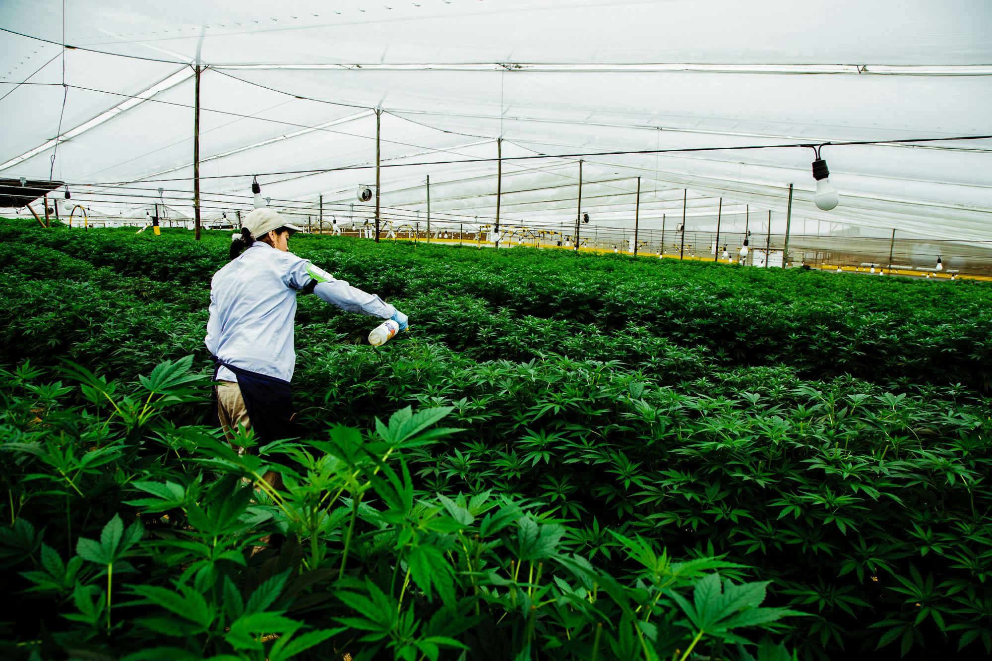 Pharmacielo could become a leader in the global medical cannabis market 11 We Visited the Small Town in Colombia That Will Supply the World With Weed