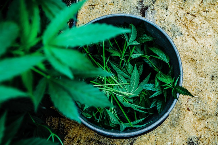 Pharmacielo bisa menjadi pemimpin di pasar ganja medis global 12 Kami Mengunjungi Kota Kecil di Kolombia yang Akan Menyediakan Dunia Dengan Gulma