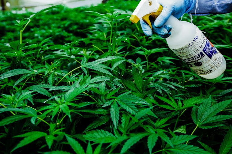 Pharmacielo bisa menjadi pemimpin di pasar ganja medis global 13 Kami Mengunjungi Kota Kecil di Kolombia yang Akan Menyediakan Dunia Dengan Gulma