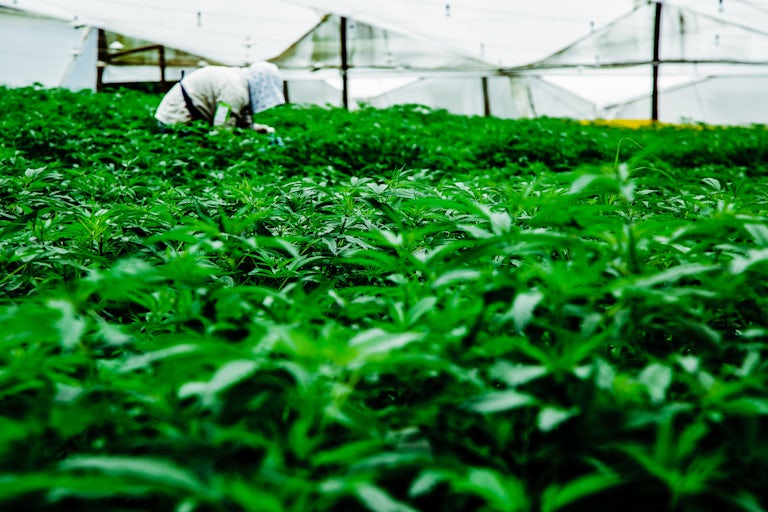 Pharmacielo bisa menjadi pemimpin di pasar ganja medis global 14 Kami Mengunjungi Kota Kecil di Kolombia yang Akan Menyediakan Dunia Dengan Ganja