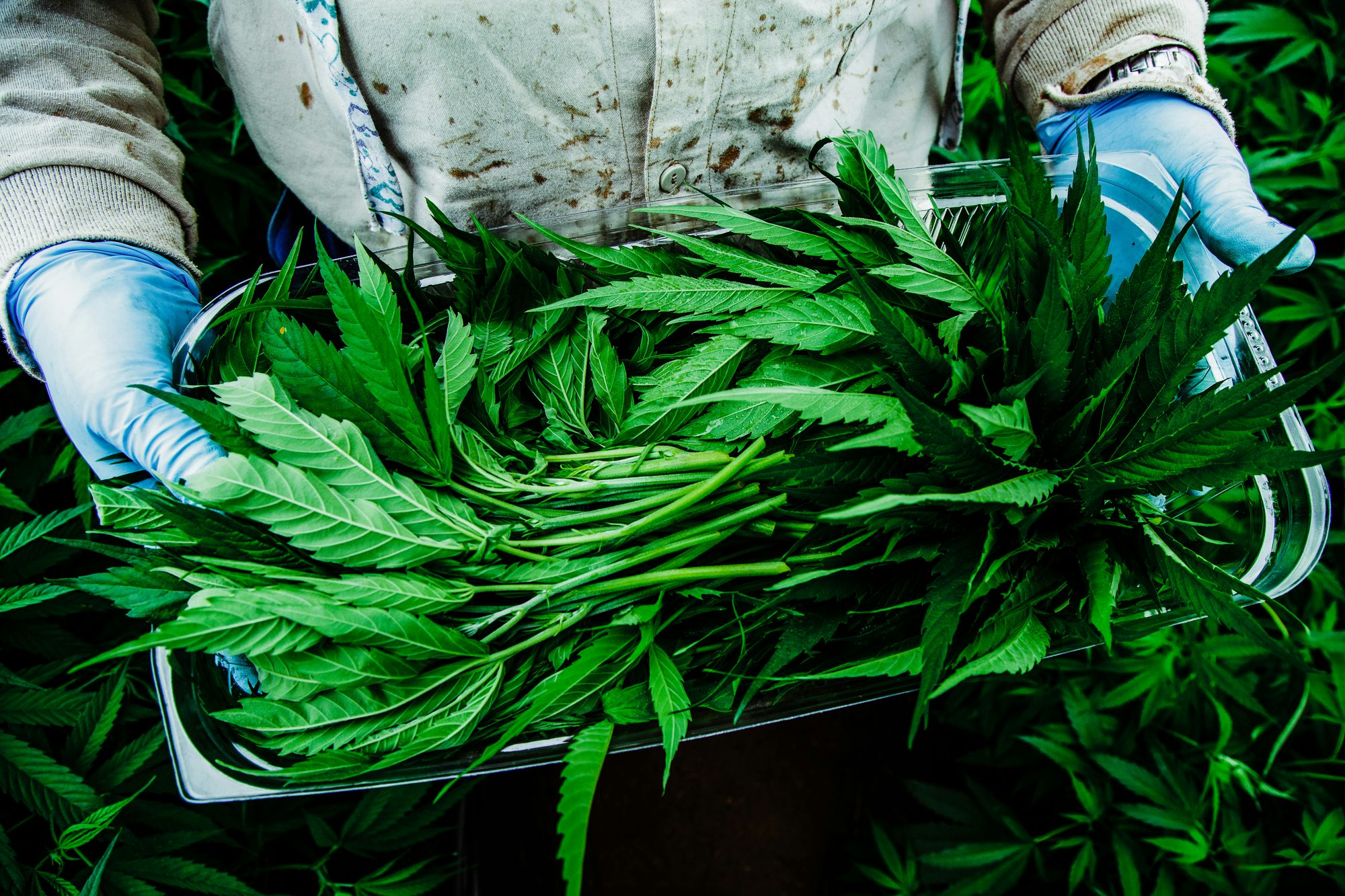 Pharmacielo could become a leader in the global medical cannabis market 16 We Visited the Small Town in Colombia That Will Supply the World With Weed