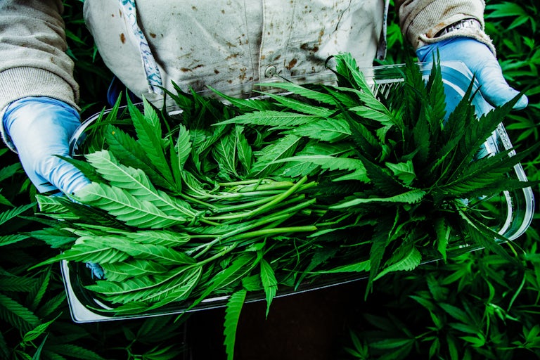 Pharmacielo bisa menjadi pemimpin di pasar ganja medis global 16 Kami Mengunjungi Kota Kecil di Kolombia yang Akan Menyediakan Dunia Dengan Gulma