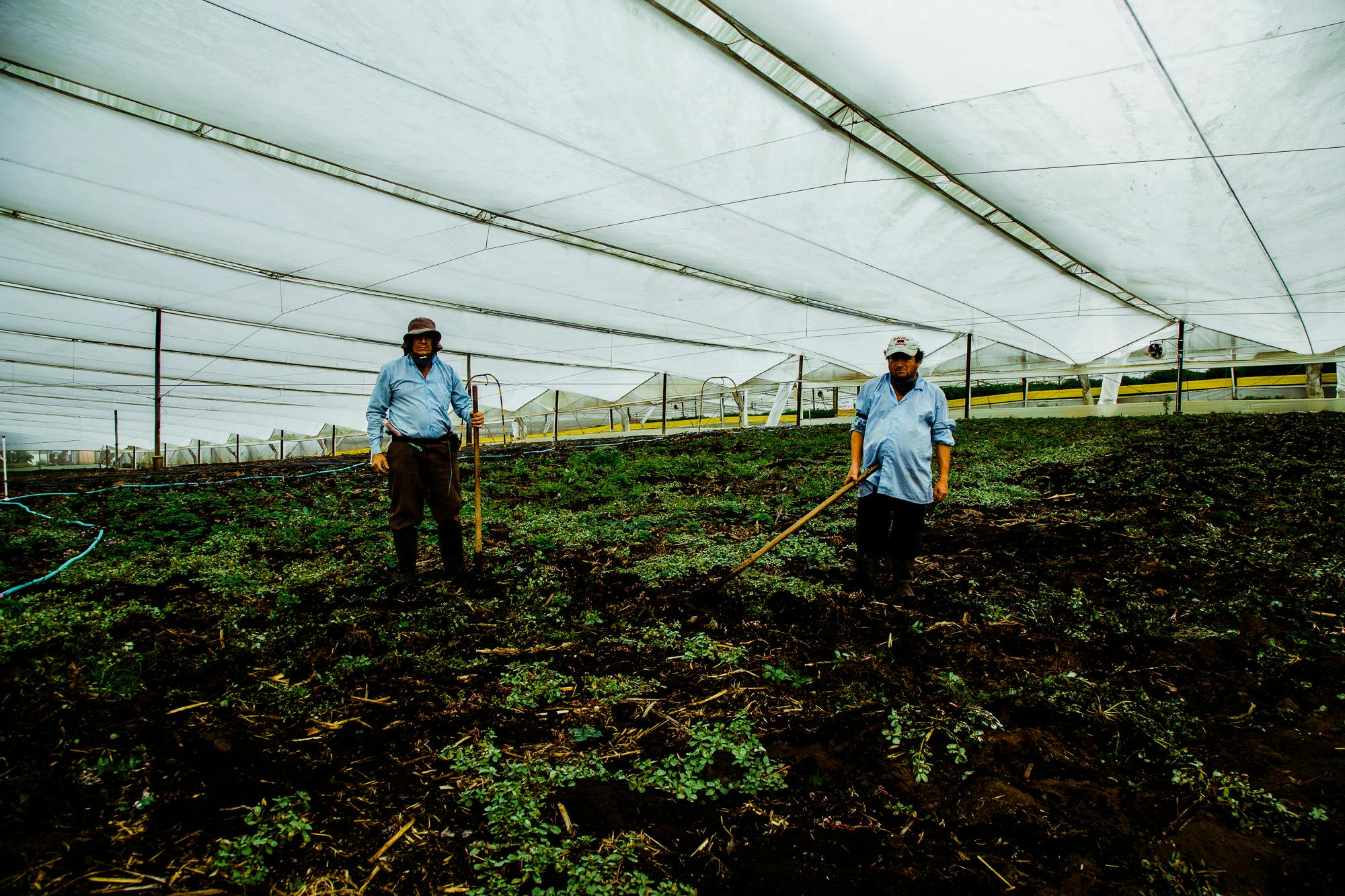 Pharmacielo could become a leader in the global medical cannabis market 17 We Visited the Small Town in Colombia That Will Supply the World With Weed