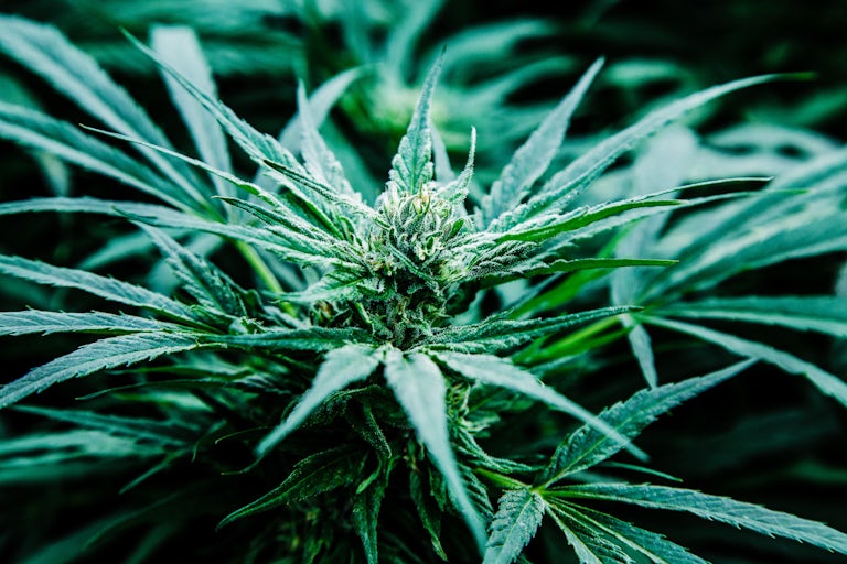 Pharmacielo bisa menjadi pemimpin di pasar ganja medis global 23 Kami Mengunjungi Kota Kecil di Kolombia yang Akan Menyediakan Dunia Dengan Gulma