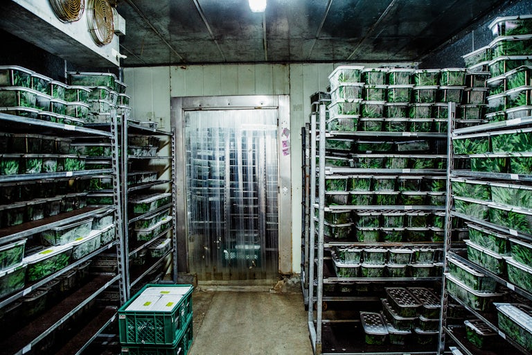 Pharmacielo bisa menjadi pemimpin di pasar ganja medis global 27 Kami Mengunjungi Kota Kecil di Kolombia yang Akan Menyediakan Dunia Dengan Gulma