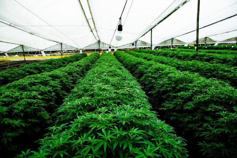 Pharmacielo bisa menjadi pemimpin di pasar ganja medis global 6 Kami Mengunjungi Kota Kecil di Kolombia yang Akan Menyediakan Dunia Dengan Gulma