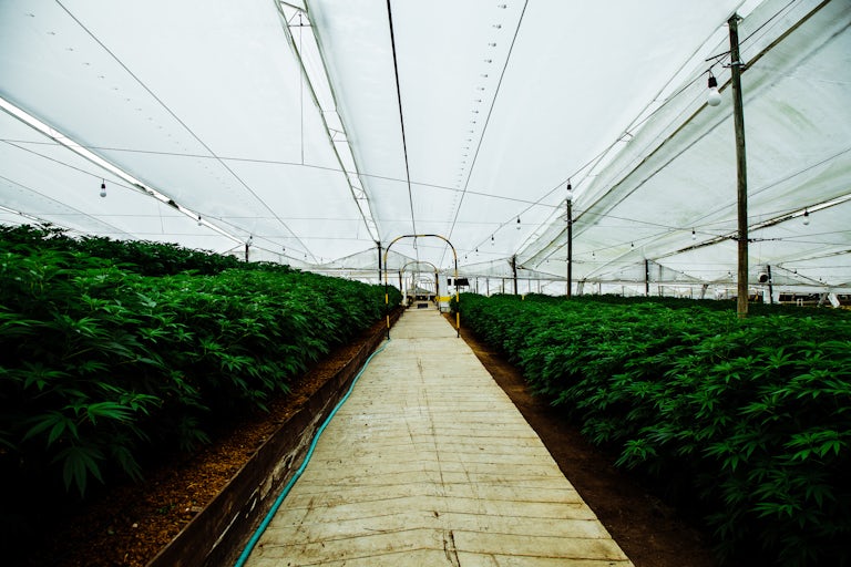 Pharmacielo bisa menjadi pemimpin di pasar ganja medis global 7 Kami Mengunjungi Kota Kecil di Kolombia yang Akan Menyediakan Dunia Dengan Gulma