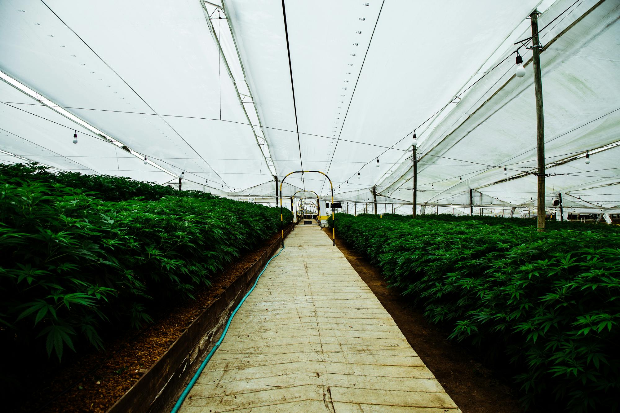 Pharmacielo could become a leader in the global medical cannabis market 7 We Visited the Small Town in Colombia That Will Supply the World With Weed