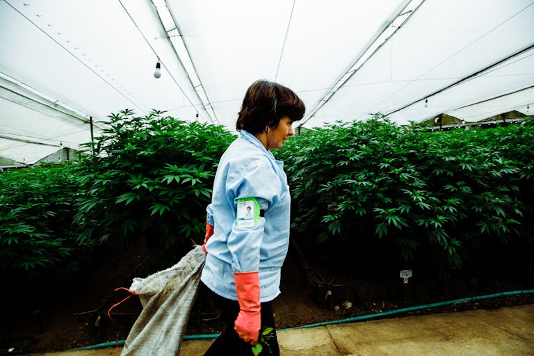 Pharmacielo bisa menjadi pemimpin di pasar ganja medis global 8 Kami Mengunjungi Kota Kecil di Kolombia yang Akan Menyediakan Dunia Dengan Ganja
