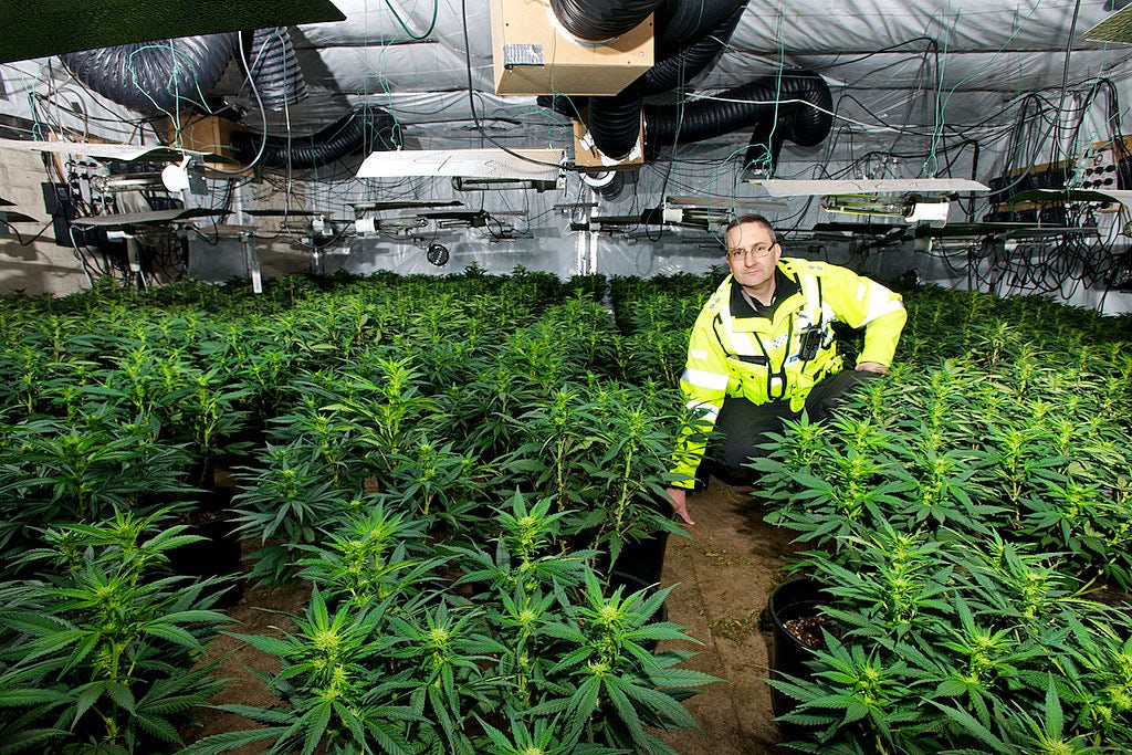 Report Says Potential UK Cannabis Market Could Fund NHS British Cannabis Legalization Could Eliminate NHS Deficit, According To Report