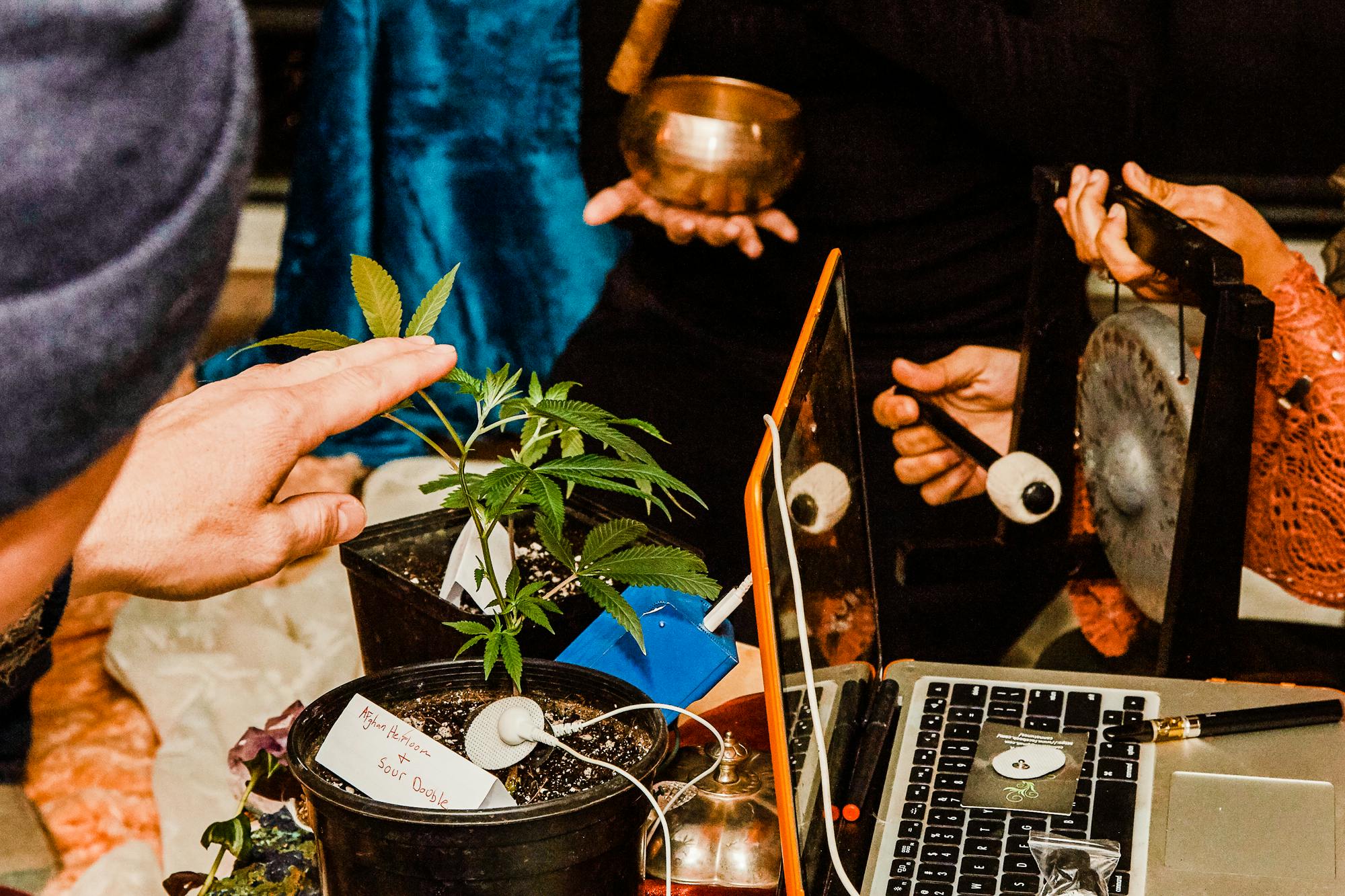 This Modern Day Shaman Is Literally Recording The Music Of Cannabis Plants 1 High Ranking Official Says Legal Weed Could Save Lebanons Economy