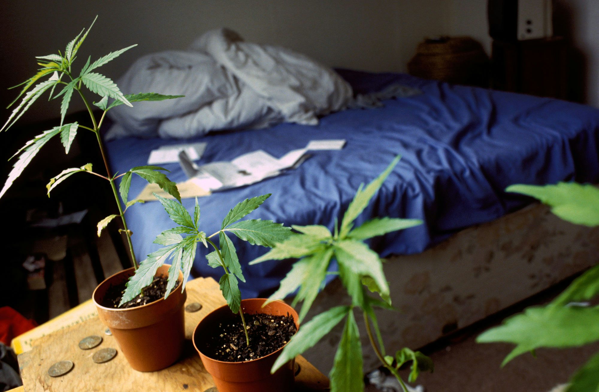 1 Inside the Debate Over Whether Home Growing Should Be Legal High Ranking Official Says Legal Weed Could Save Lebanons Economy