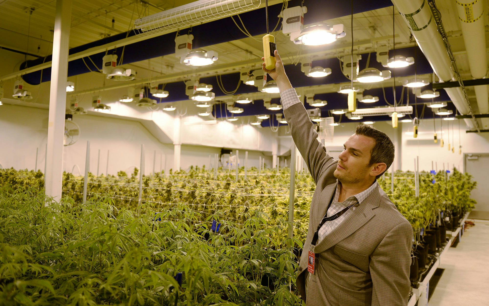 2 Inside the Debate Over Whether Home Growing Should Be Legal High Ranking Official Says Legal Weed Could Save Lebanons Economy