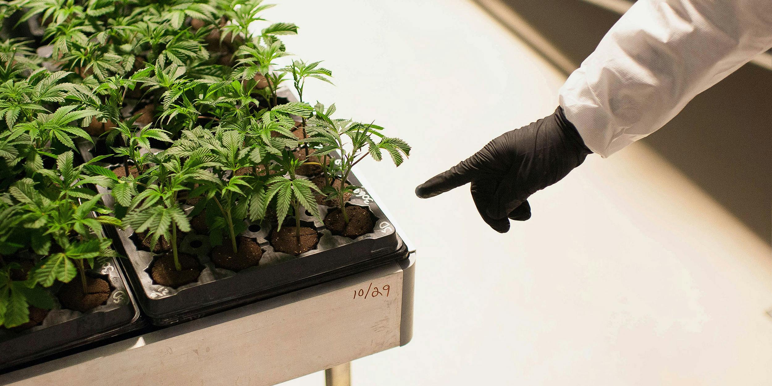 Cuttings from mother cannabis plants germinate in a grow room at the Tweed Inc. facility in Smith Falls, Ontario, Canada, on Nov. 11, 2015.