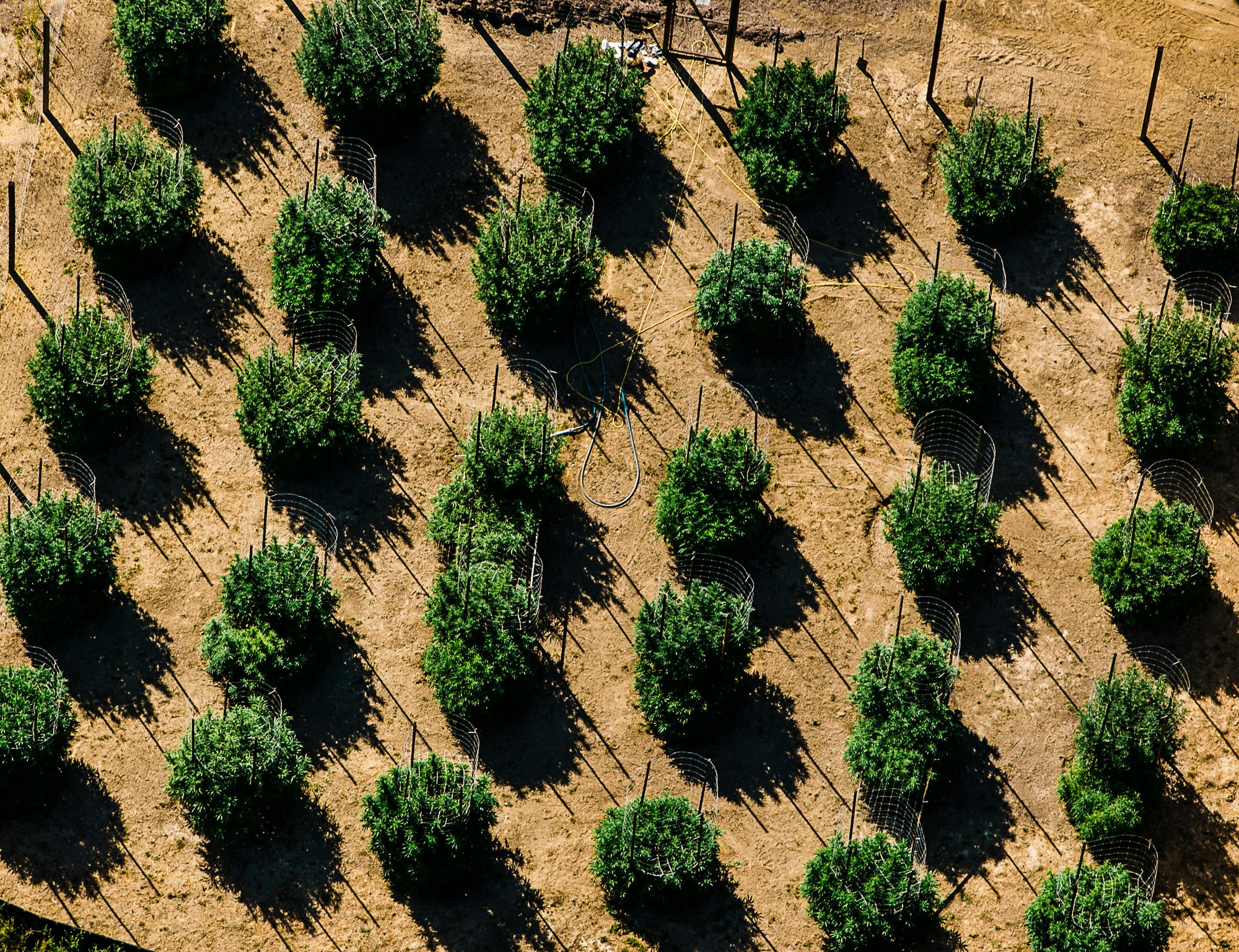 Does Washington State Have a Diversion Problem 1 Maine Pageant Winner Stripped of Title Due to Cannabis Use