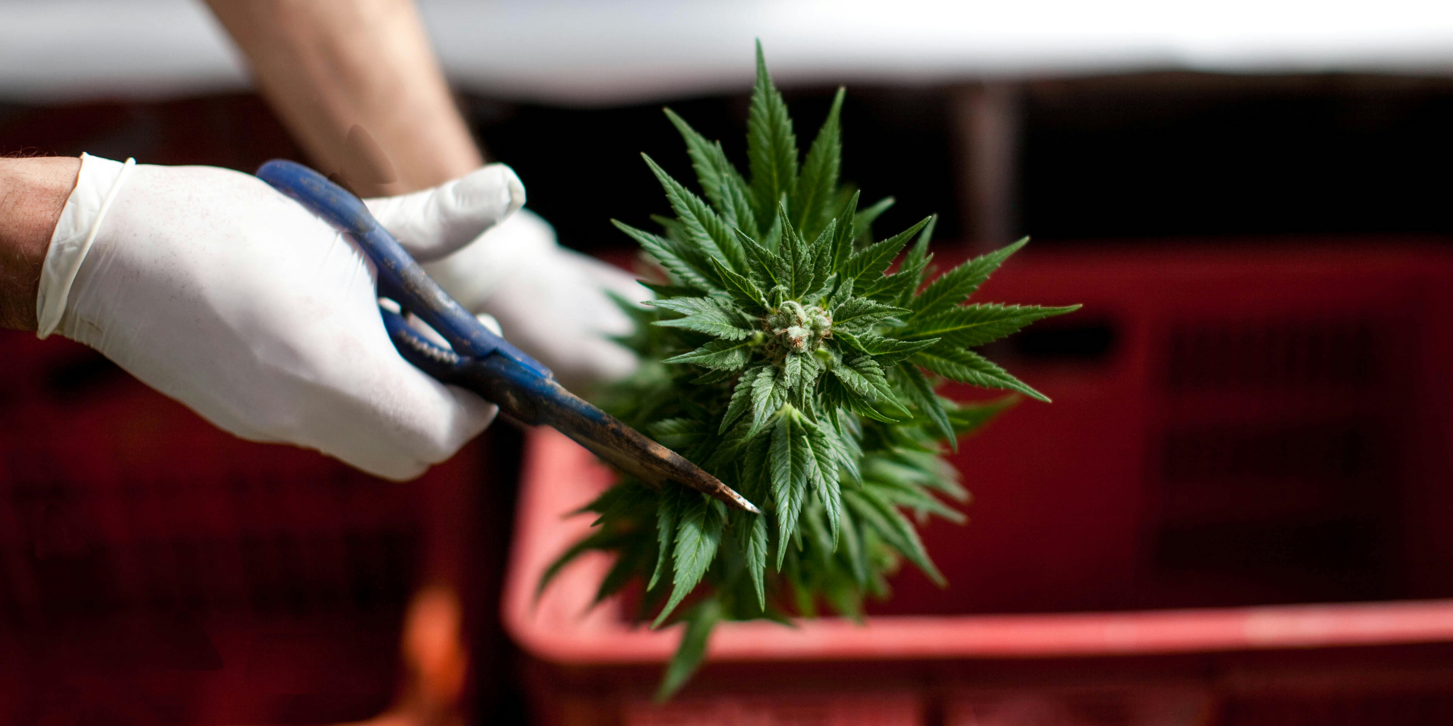 A worker trims cannabis at a growing facility. In California, laboratory results recently revealed that one in five batches of marijuana has failed testing due to pesticides or mislabelling.