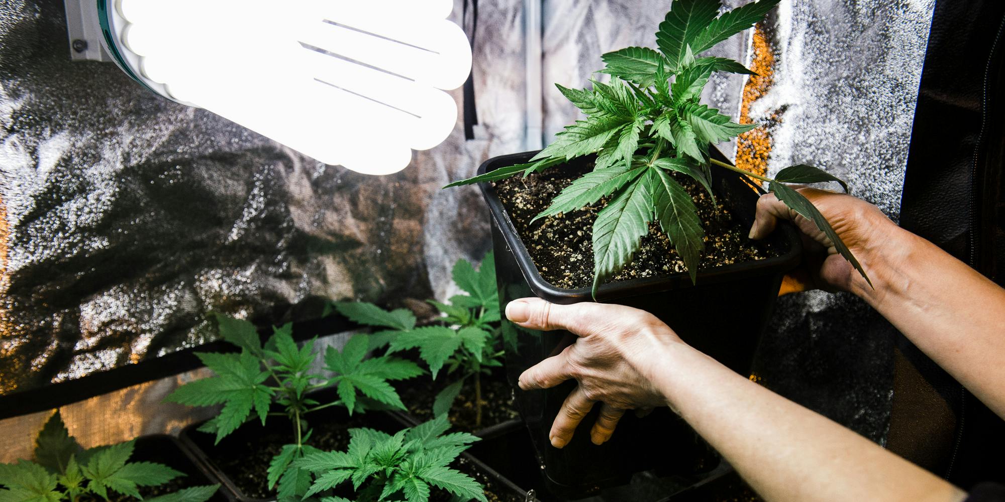 cannabis home growing