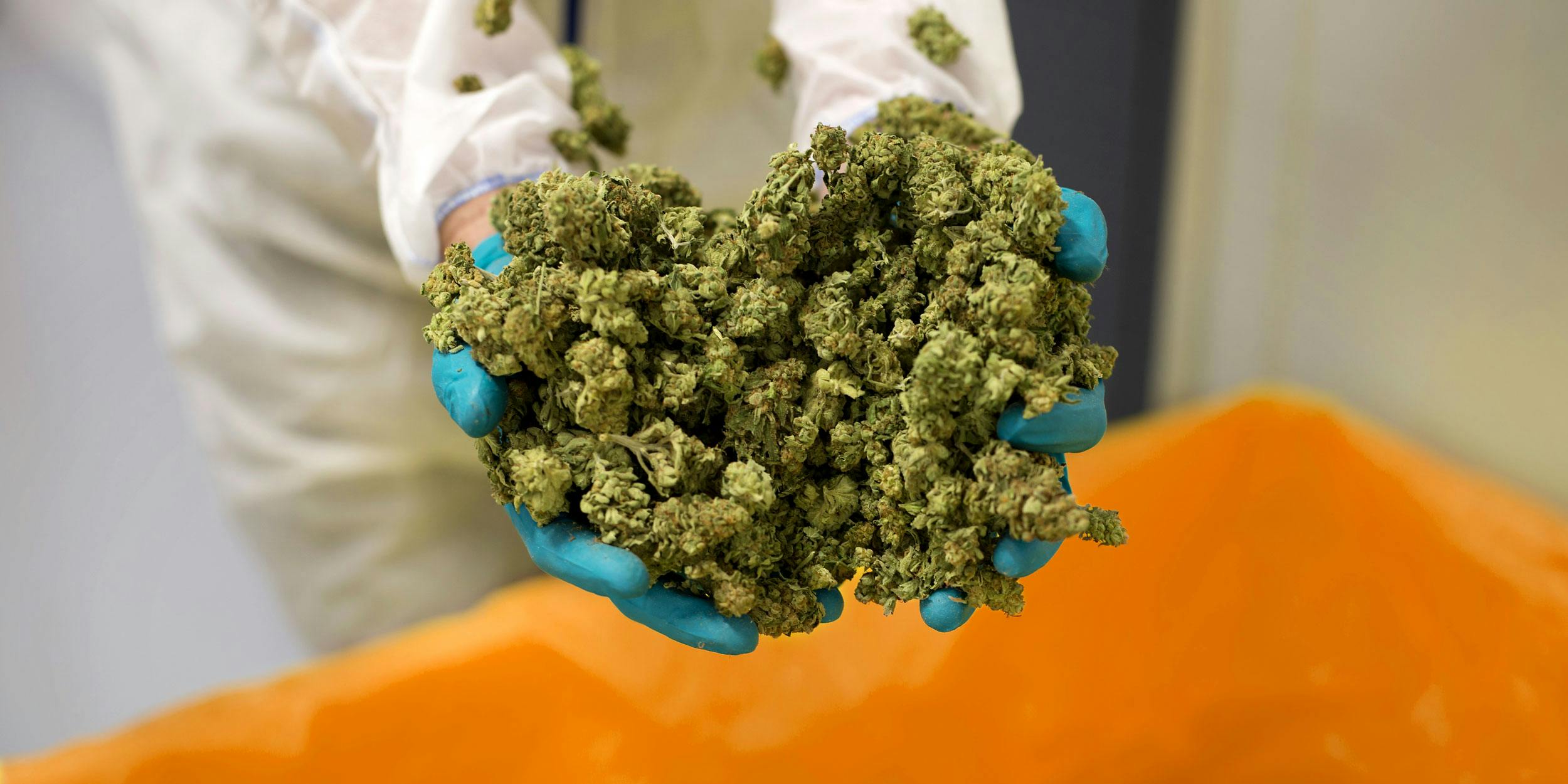 In this photo, an employee displays cannabis buds for a photograph at the CannTrust Holding Inc. Niagara Perpetual Harvest facility in Pelham, Ontario, Canada, on Wednesday, July 11, 2018. Legalization in Canada is set to go into effect on October 17th. British Columbia dispensaries are concerned they won't have enough weed to stock their shelves by then.