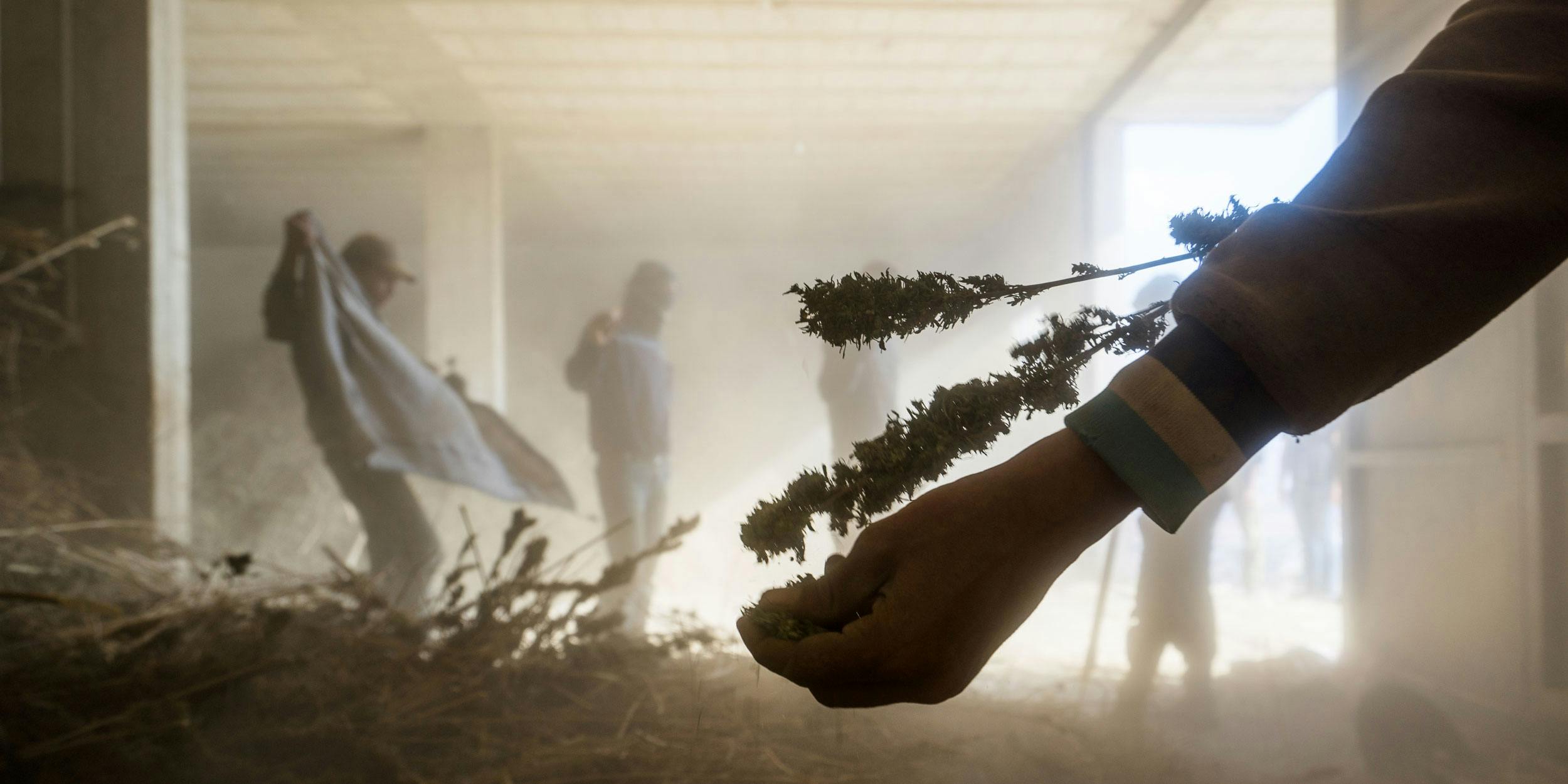 A marijuana processing warehouse in the Beqaa Valley in eastern Lebanon on November 1, 2015. Marijuana is grown openly in many areas of this 75 mile long valley and then processed into hashish in large warehouses during the cold winter months. The Syrian border runs the entire eastern length of the valley which over the the past two years has been a region of extreme tension and skirmishes as ISIS incursions increase into the small Lebanese border villages with most being protected by combined Hezbollah and Lebanese Army forces. Despite the massive military presence, the valley has always been one of the most fertile strips of land in the entire Middle East helped largely by the successful Litani hydroelectricity project that was completed in 1967 creating a web of canals that irrigate much of the valley. (Photo by Giles Clarke/Getty Images)