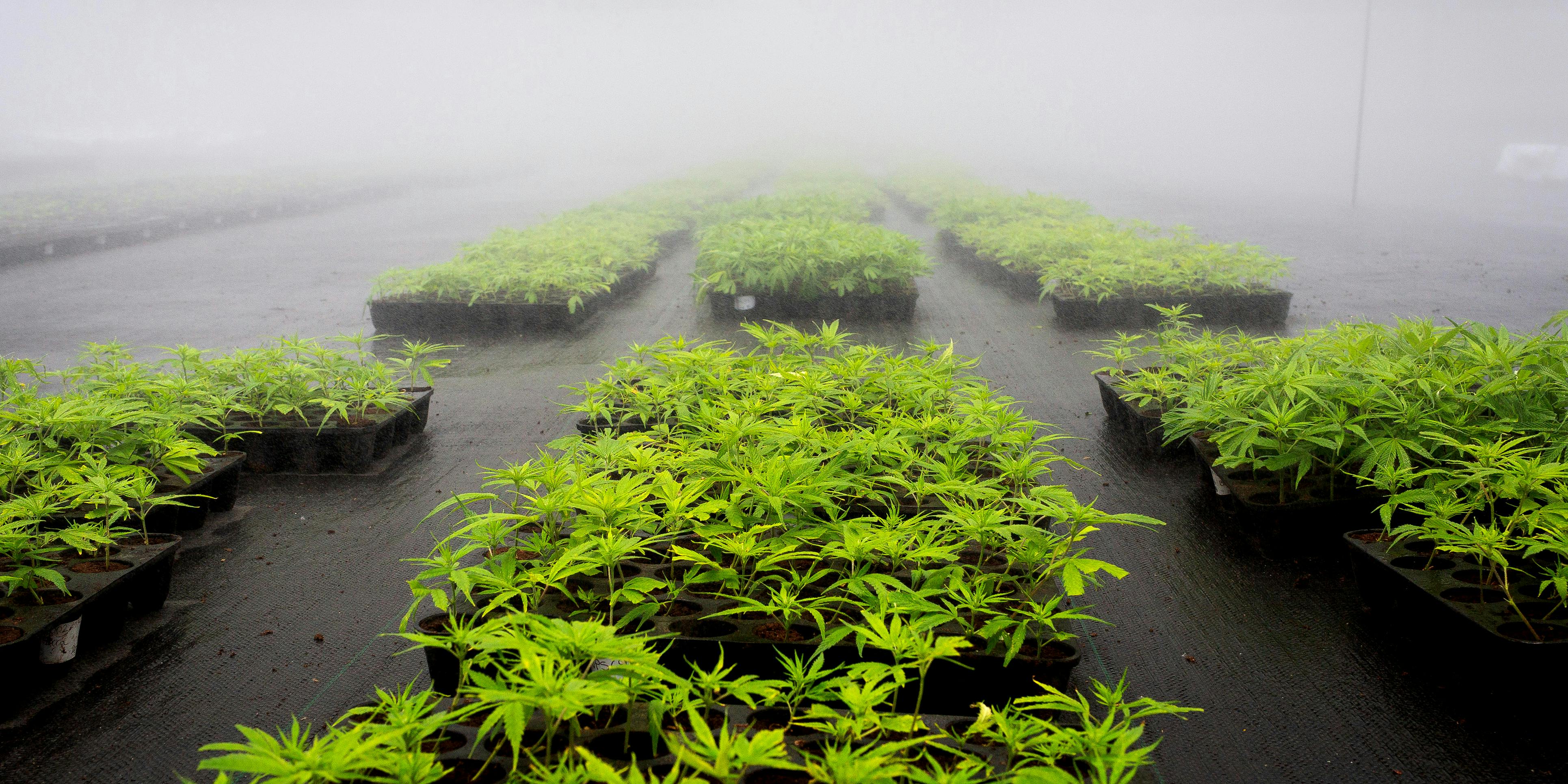 Marijuana plants grow at the PharmaCielo Ltd. facility in Rionegro, Colombia, on Thursday, April 26, 2018. A Michigan court just ruled that "wet cannabis," an inevitable part of the cultivation is process, is illegal in the state, presenting problems for state-legal growers.