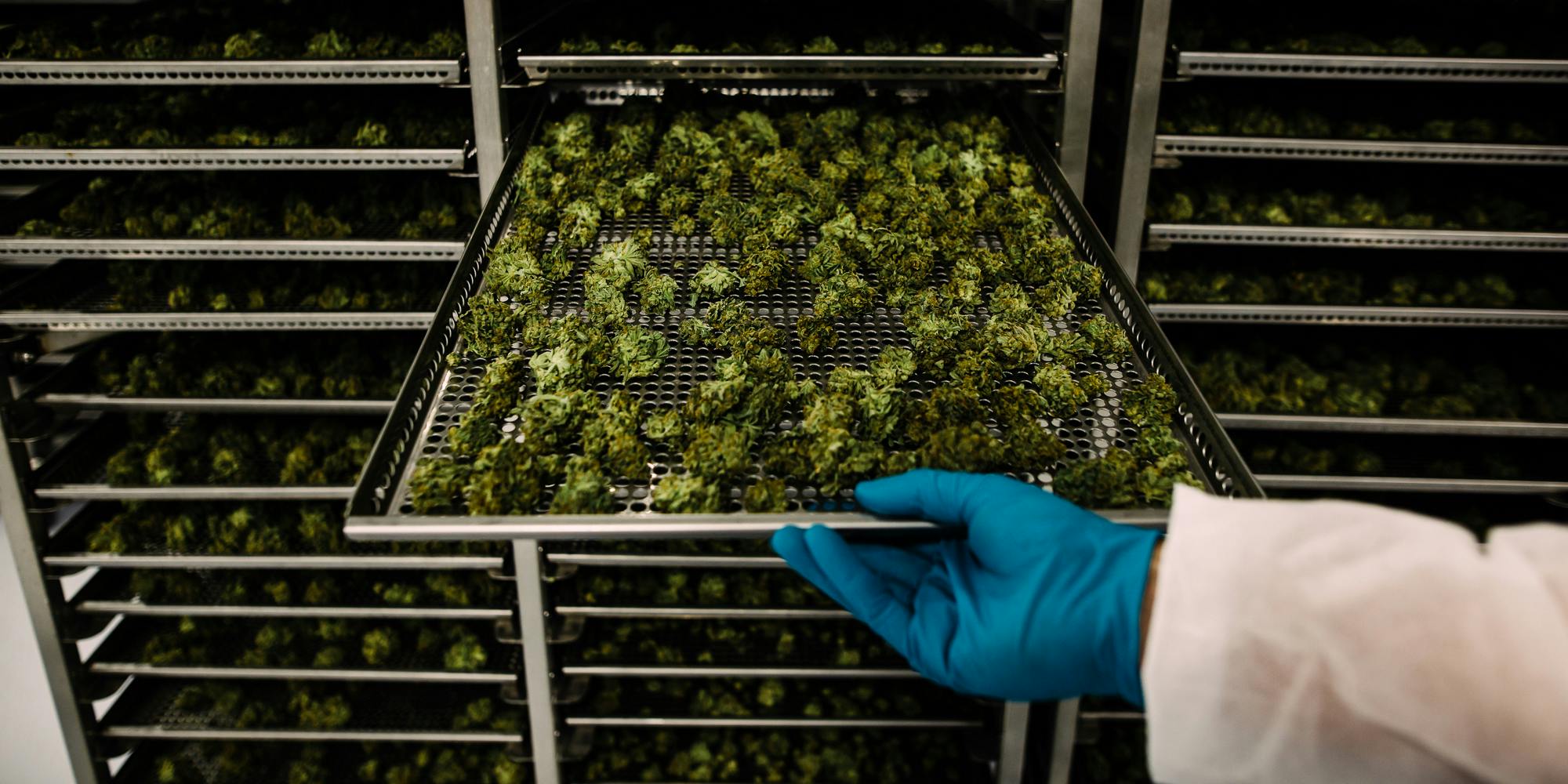 An employee pulls out a tray of drying cannabis buds at the CannTrust Holding Inc. Niagara Perpetual Harvest facility in Pelham, Ontario, Canada, on Wednesday, July 11, 2018. Nova Scotia just announced it'll be the first province in the country to open combined alcohol-cannabis retailers.