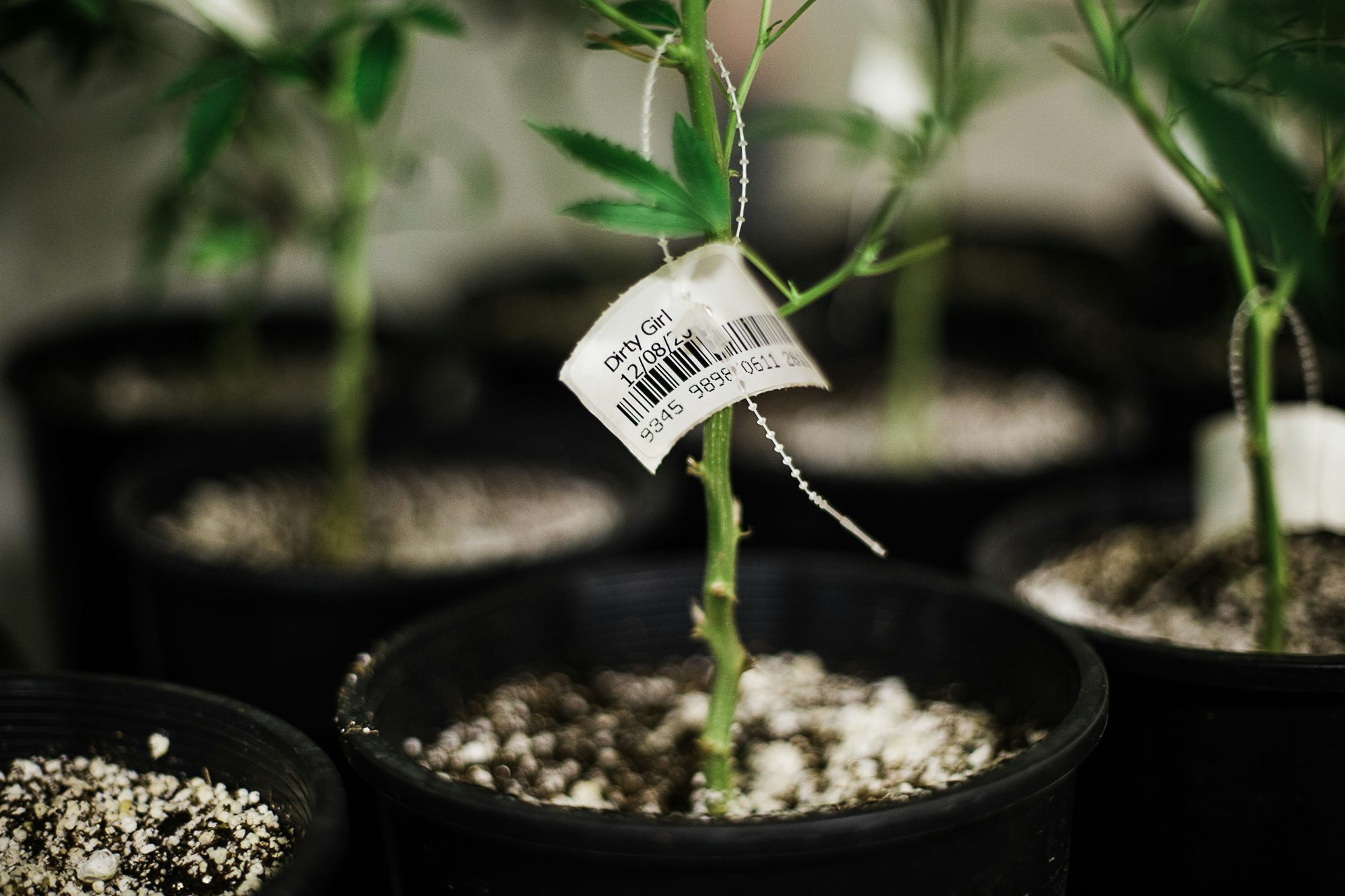 Washington State Grower%E2%80%99s Entire Inventory Seized on Suspicion of Illegal Diversion Maine Pageant Winner Stripped of Title Due to Cannabis Use