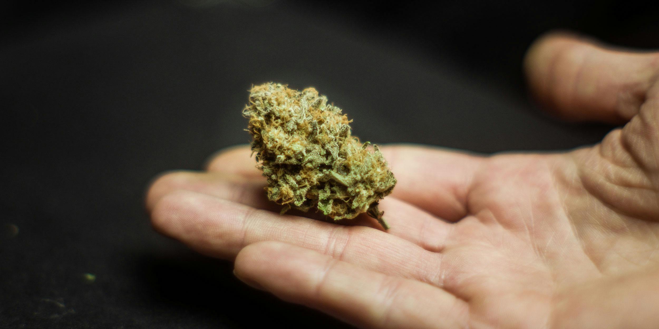 Pennsylvania Dispensary Gets in Trouble for Selling Dollar Grams. Here, a man is shown holding some a nug of bud in his hand