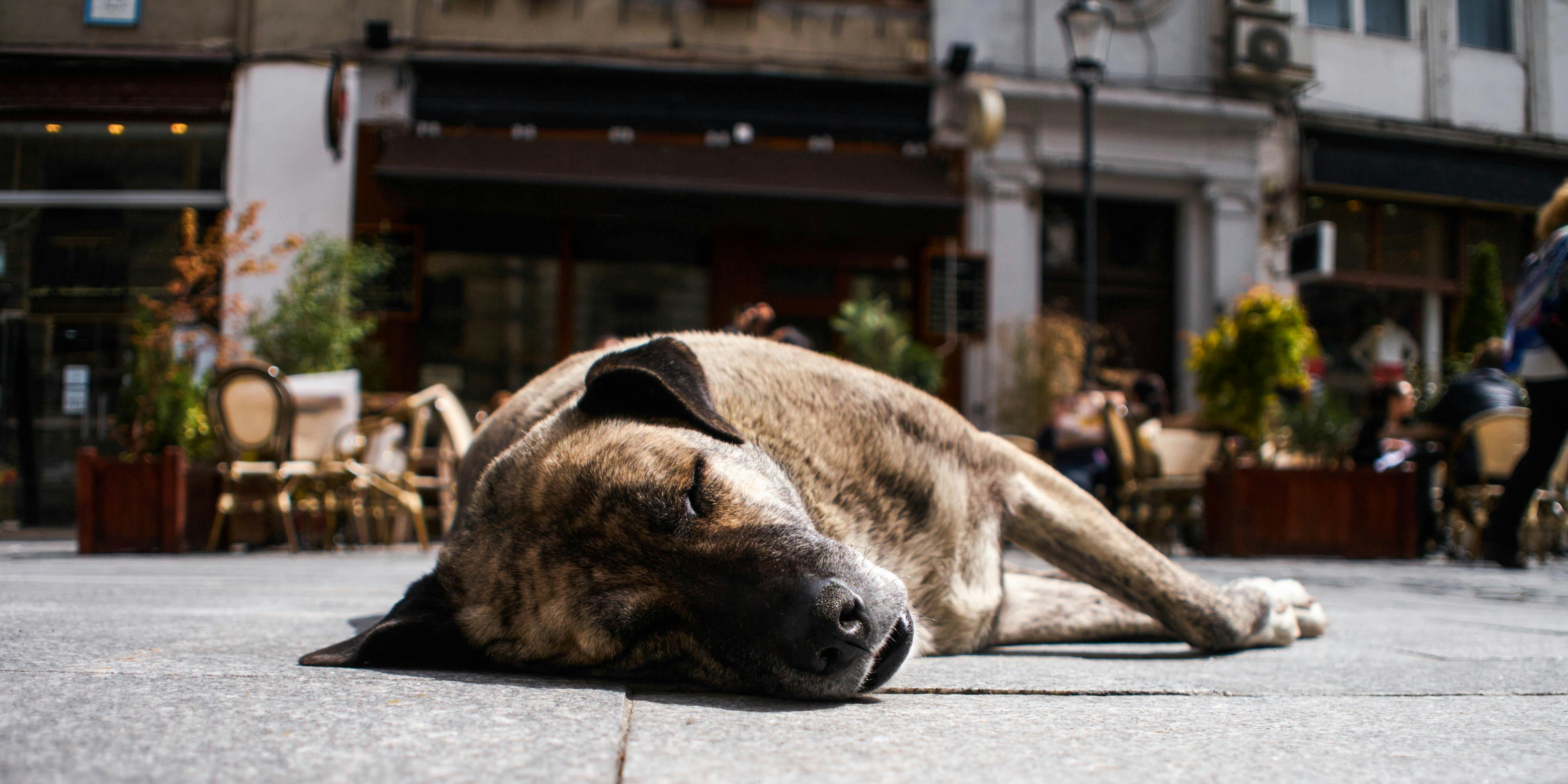 Canadian Vet Warns Dog Overdoses from Cannabis are on the Rise