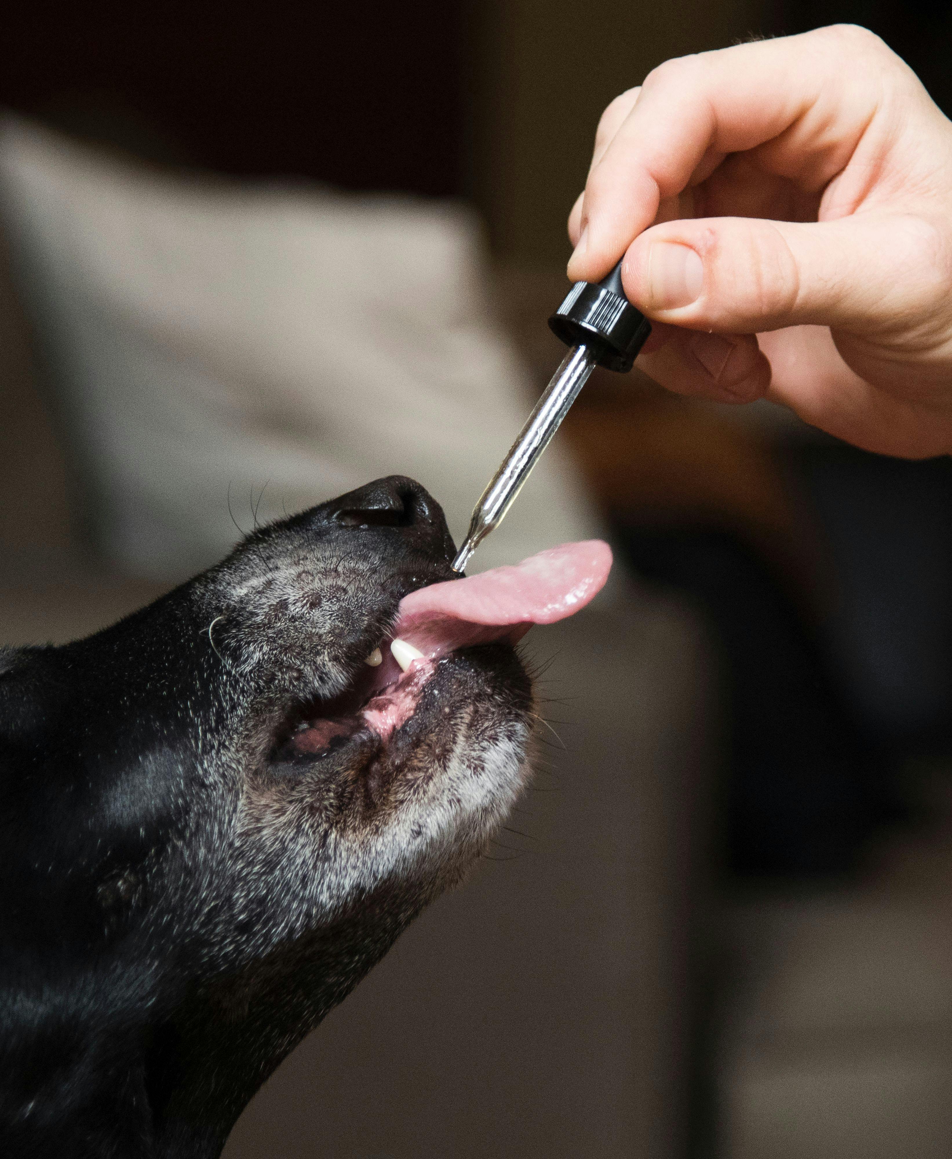 Apparently Dog Overdoses Are a Growing Problem in Canada2 Canadian Vet Warns Dog Overdoses from Cannabis are on the Rise