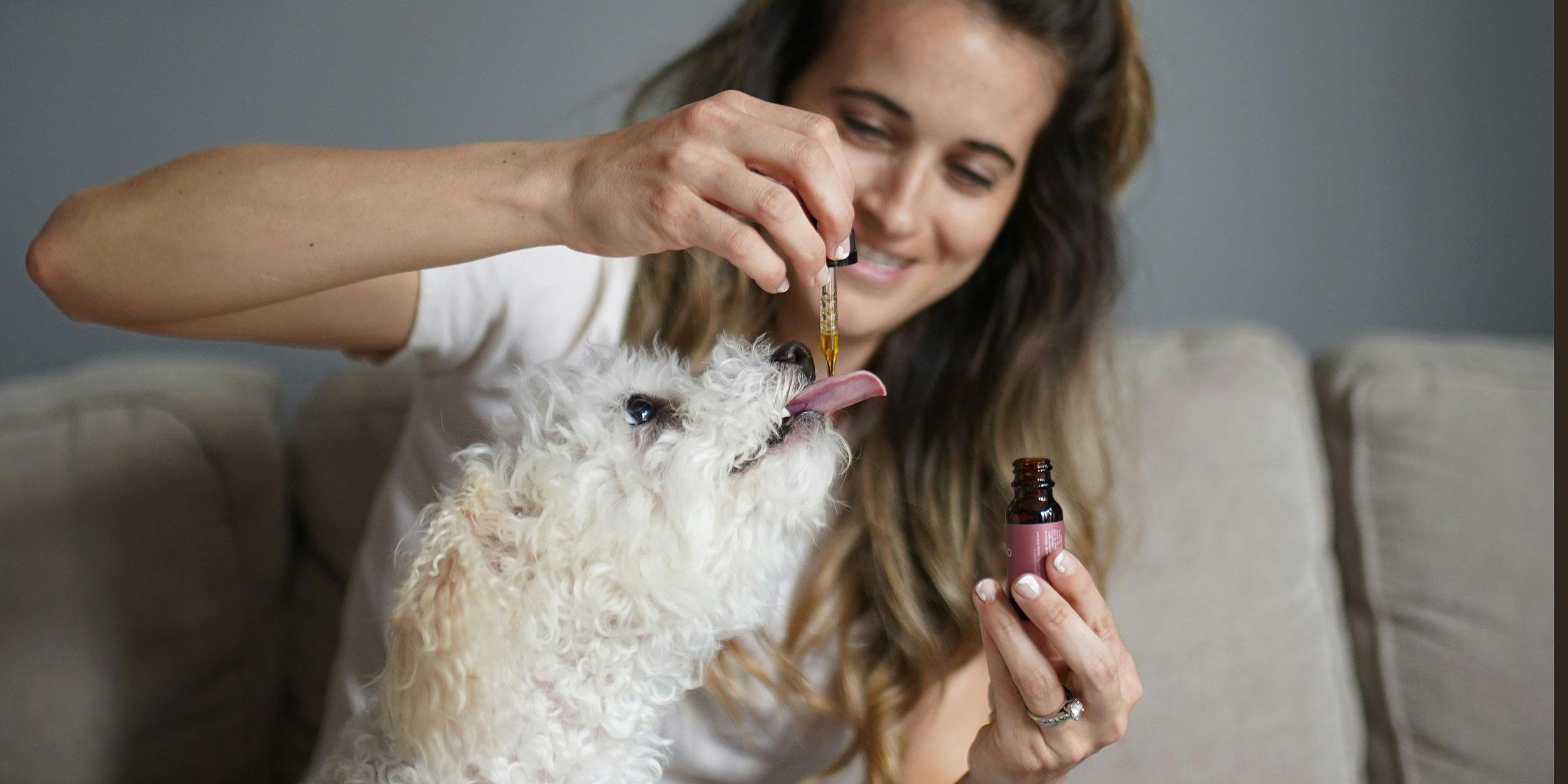 Alexis Rosenbaum administers CBD for dogs with arthritis to her poodle, Bo.