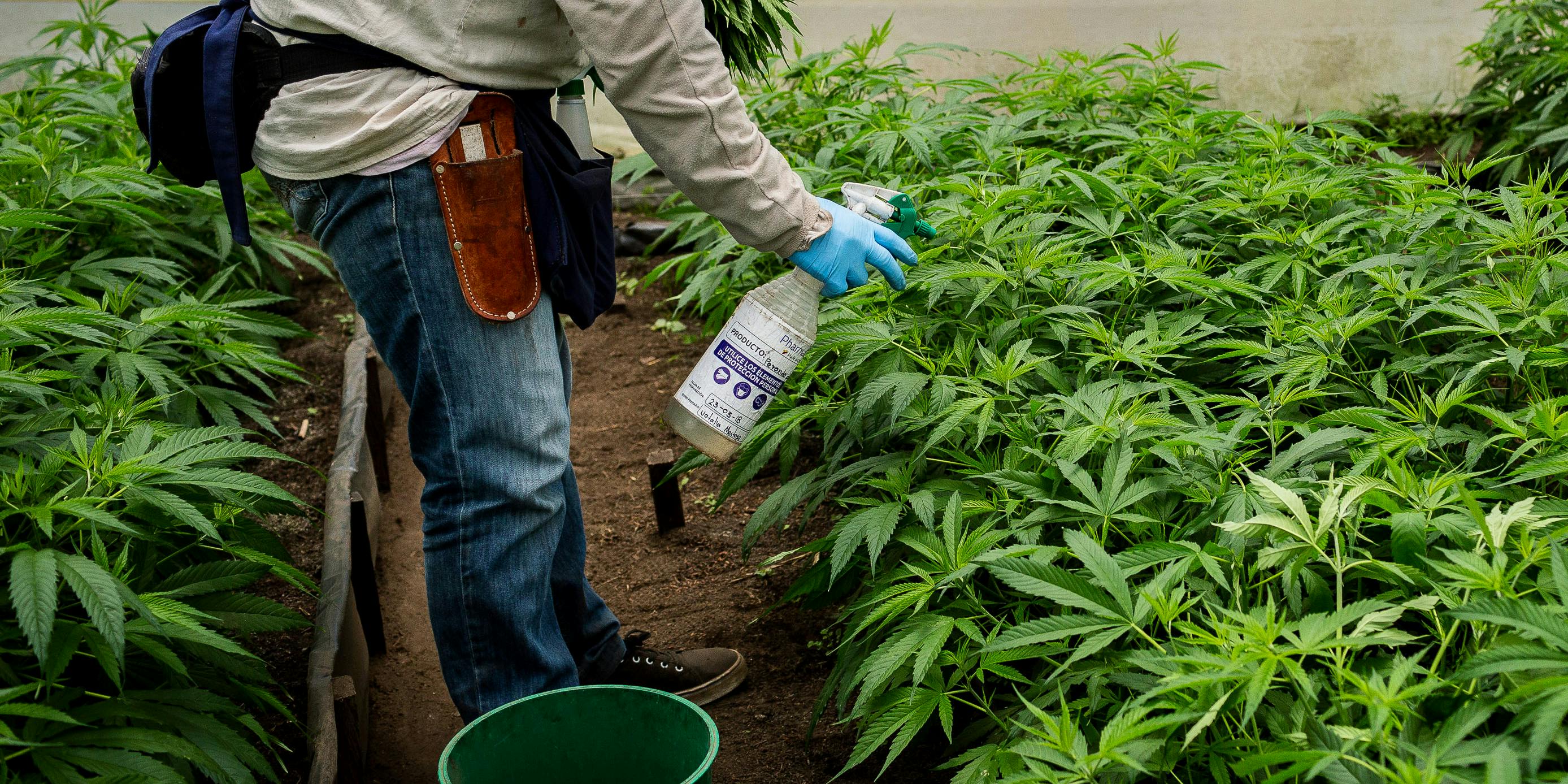 An employee sprays marijuana plants at the PharmaCielo Ltd. facility in Rionegro, Colombia, on Thursday, April 26, 2018. Natural pesticide use on cannabis is growing in popularity.