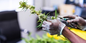 Chemical Spill at Arizona’s Largest Cannabis Grow Lands 16 Workers in the ER