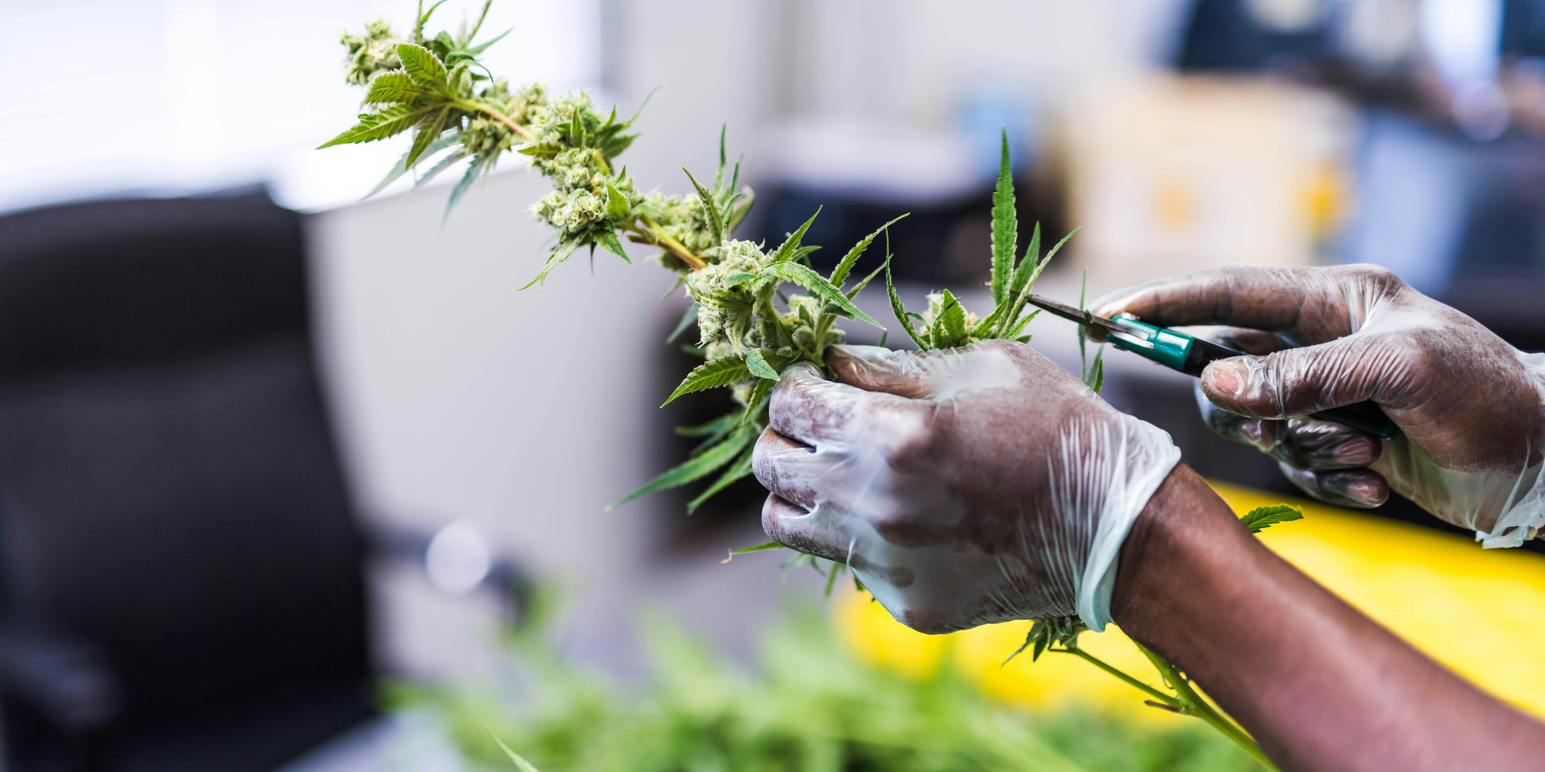 A crop of cannabis plants grow under artificial lights at a facility in Oregon. The largest grow in Arizona, Copperstate Farms, was recently accused of lax health and safety standards (Photo by FatCamera via Getty Images)