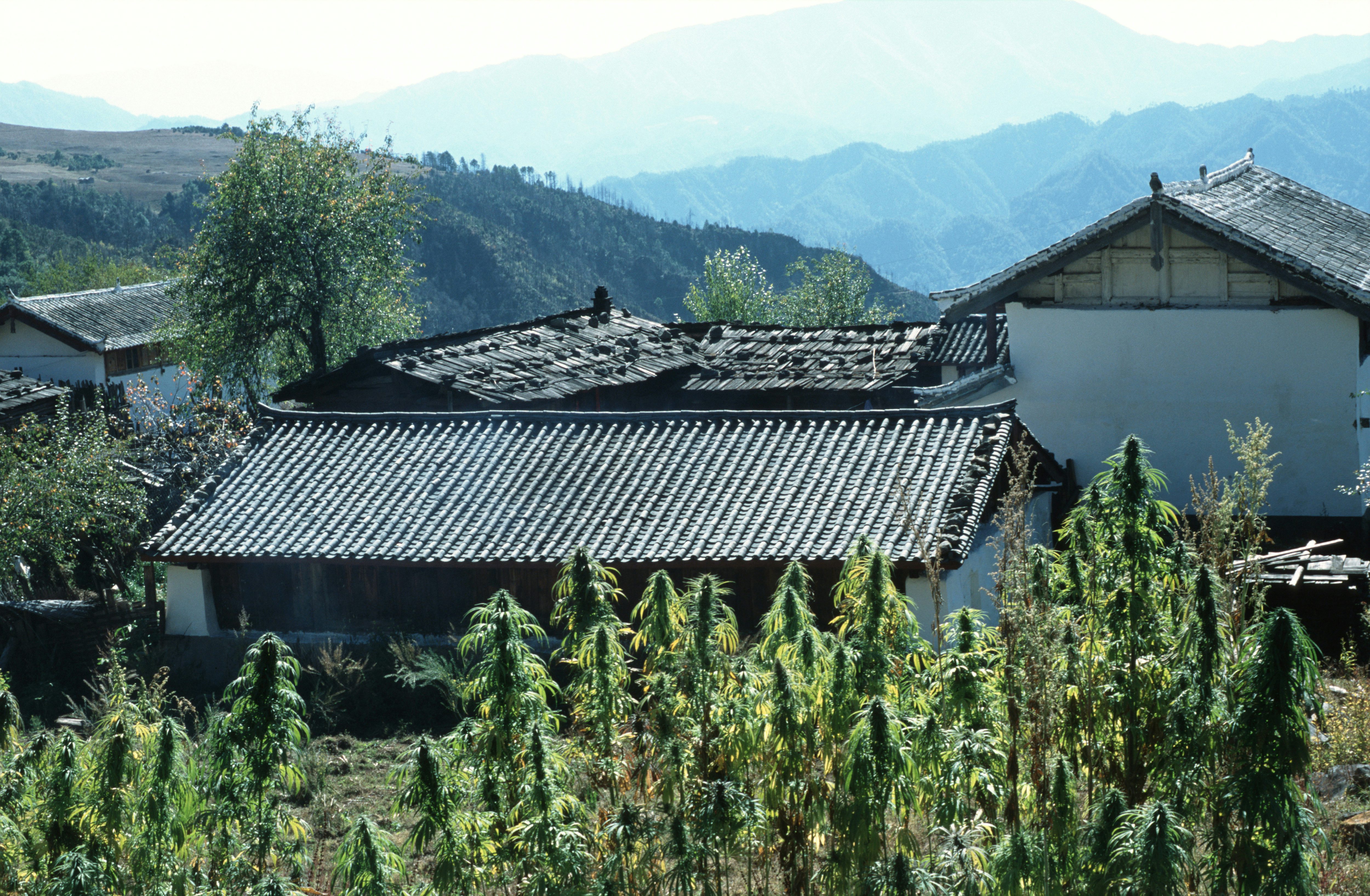 China could be the next cannabis powerhouse0 Best 420 Vacation Ideas for Under $200