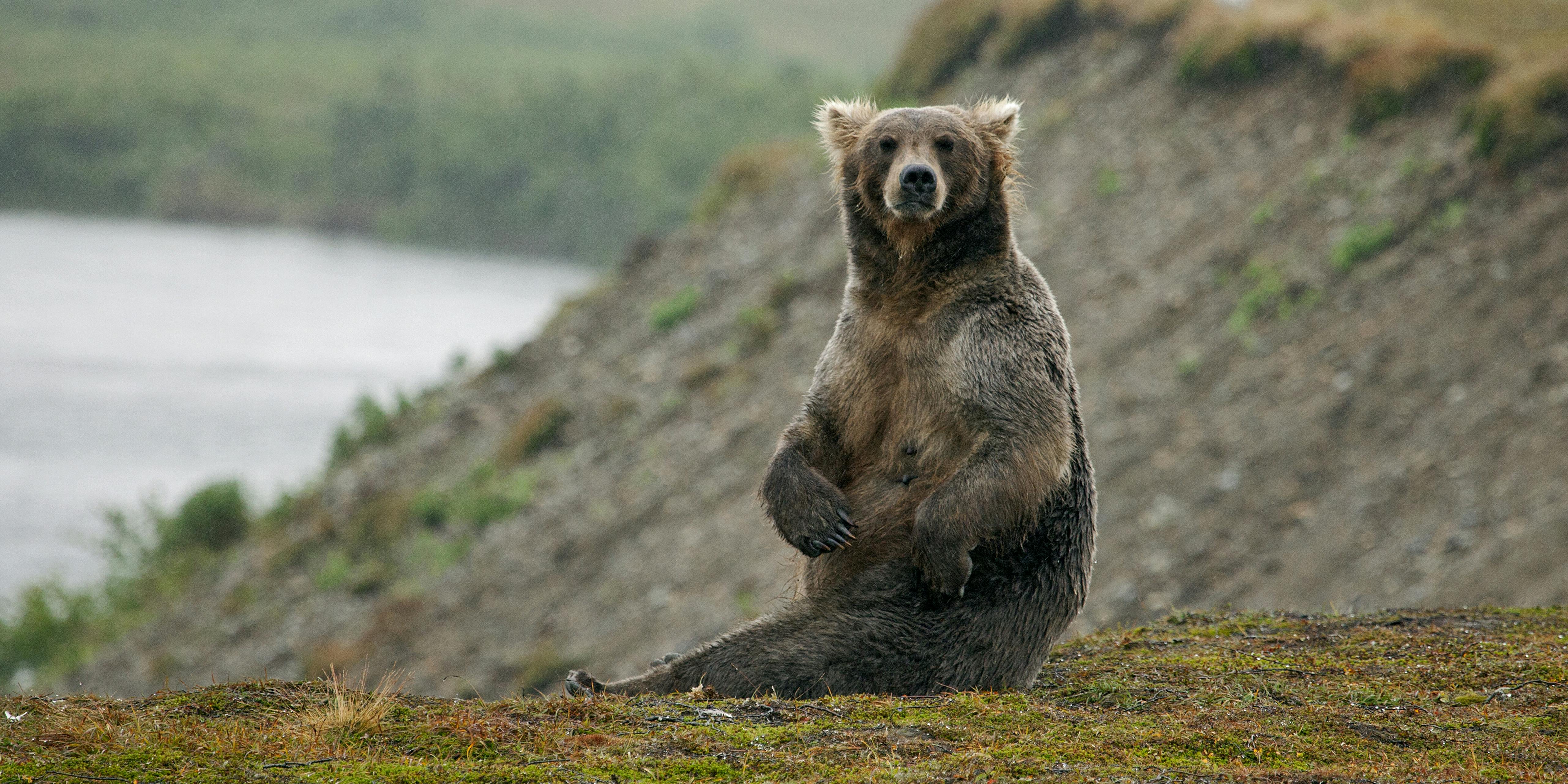 A Wild Alaskan brown bear sitting on upper bank of salmon river. In Canada, bears were discovered guarding a cannabis grow-op in 2010. But instead of eating salmon, they were "paid" in dog food.