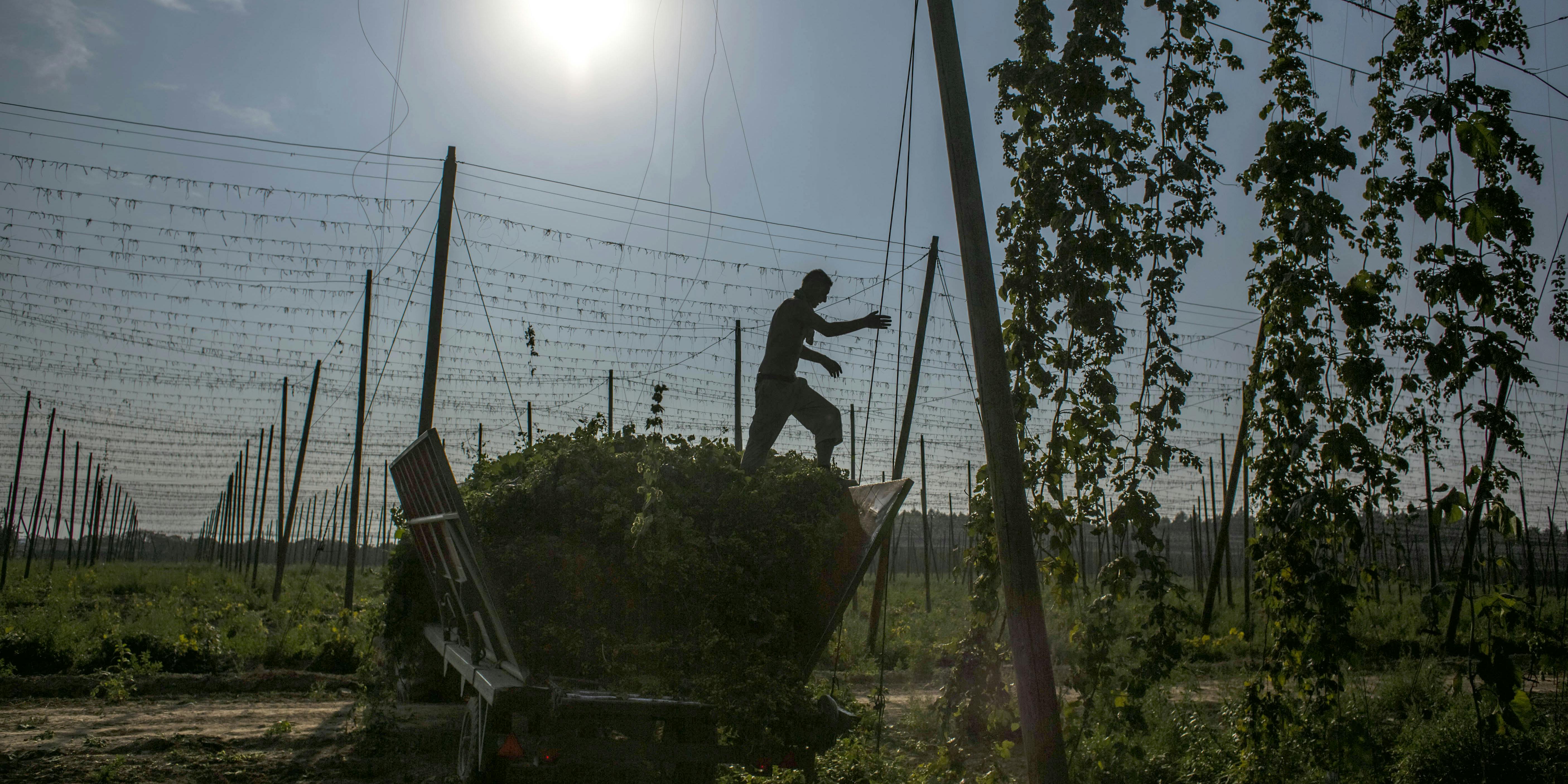 A worker in the Czech Republic steps on hops during harvesting. Hops might be the loophole the cannabis industry needs to produce fully legal CBD.