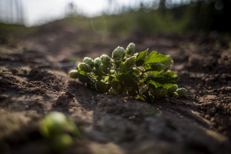 Hops Could be The First Fully Legal Source of CBD0 Hops Discovered in India Could Help Bring Truly Legal CBD to Market