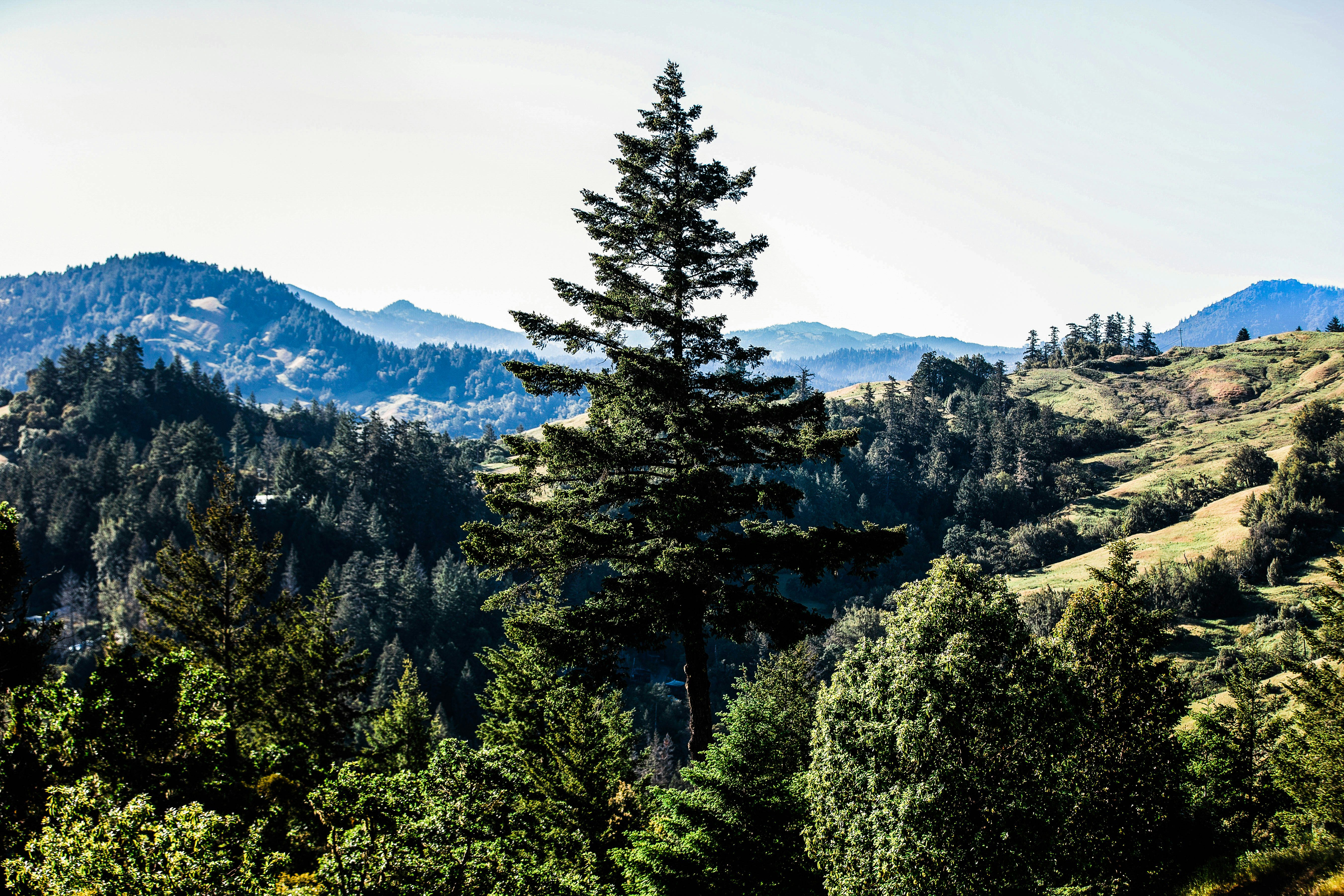 Humbolt County Cannabis Farmers 6 of 7 Human Trafficking in Humboldt Still Hides Among the Cannabis Farms