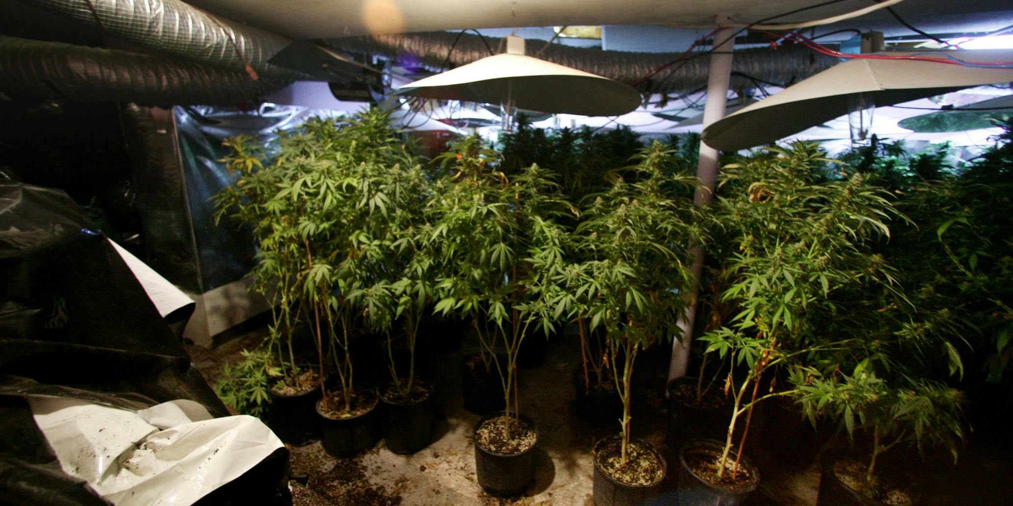 A UK man got out of significant jail time for weed by claiming all $35,000 worth he was growing was for personal use. Here, Four foot high marijuana plants are pictured in the basement of a "grow house" after a raid by the Toronto Police Service's drug squad in Toronto, Ontario, Canada on July 14, 2005.