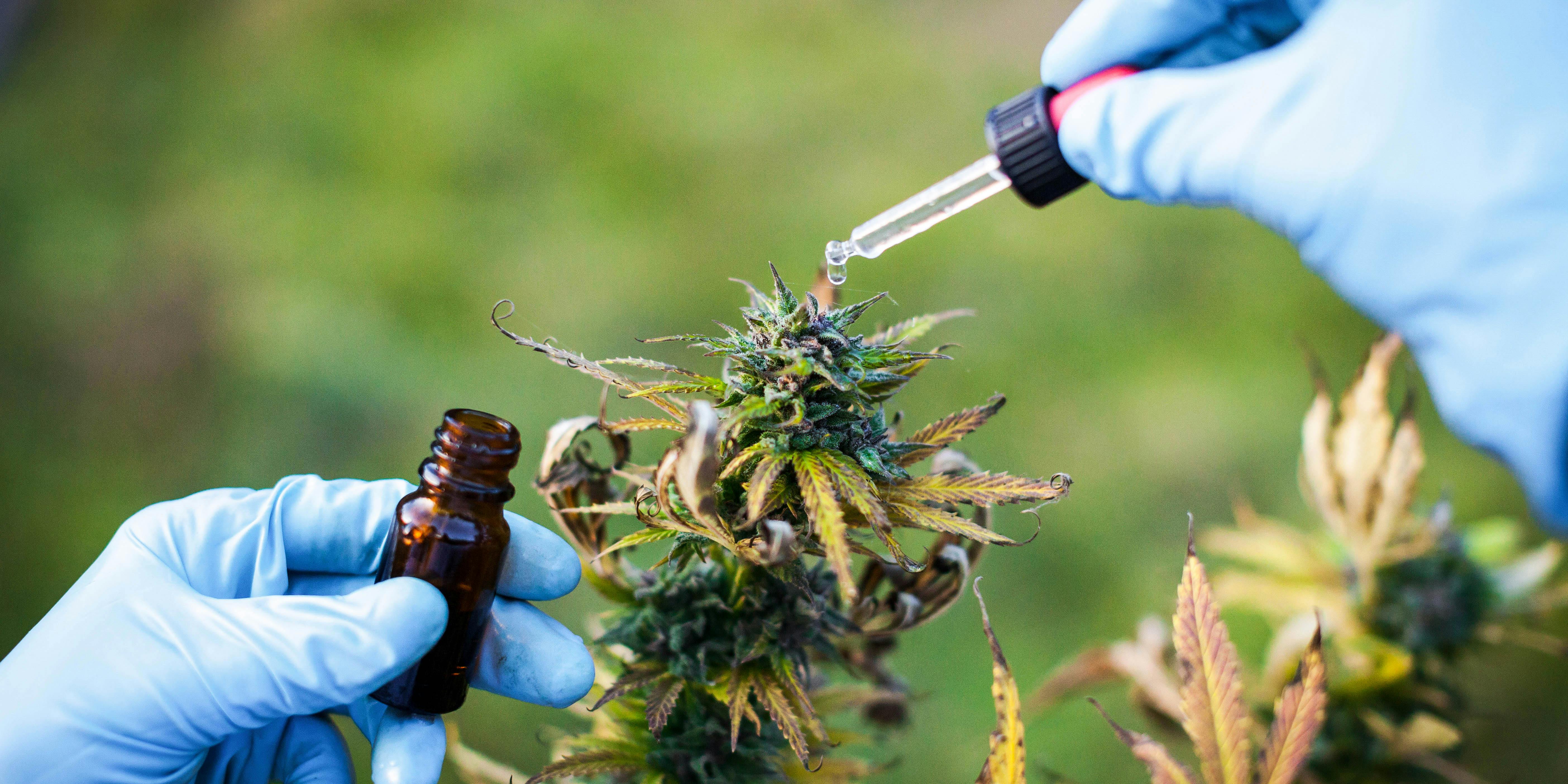 Cannabis For IBD: Study Explains Why Cannabis Works For Bowel Inflammation. Here, a young woman is shown preparing homeophatic medicine from a marijuana plant.