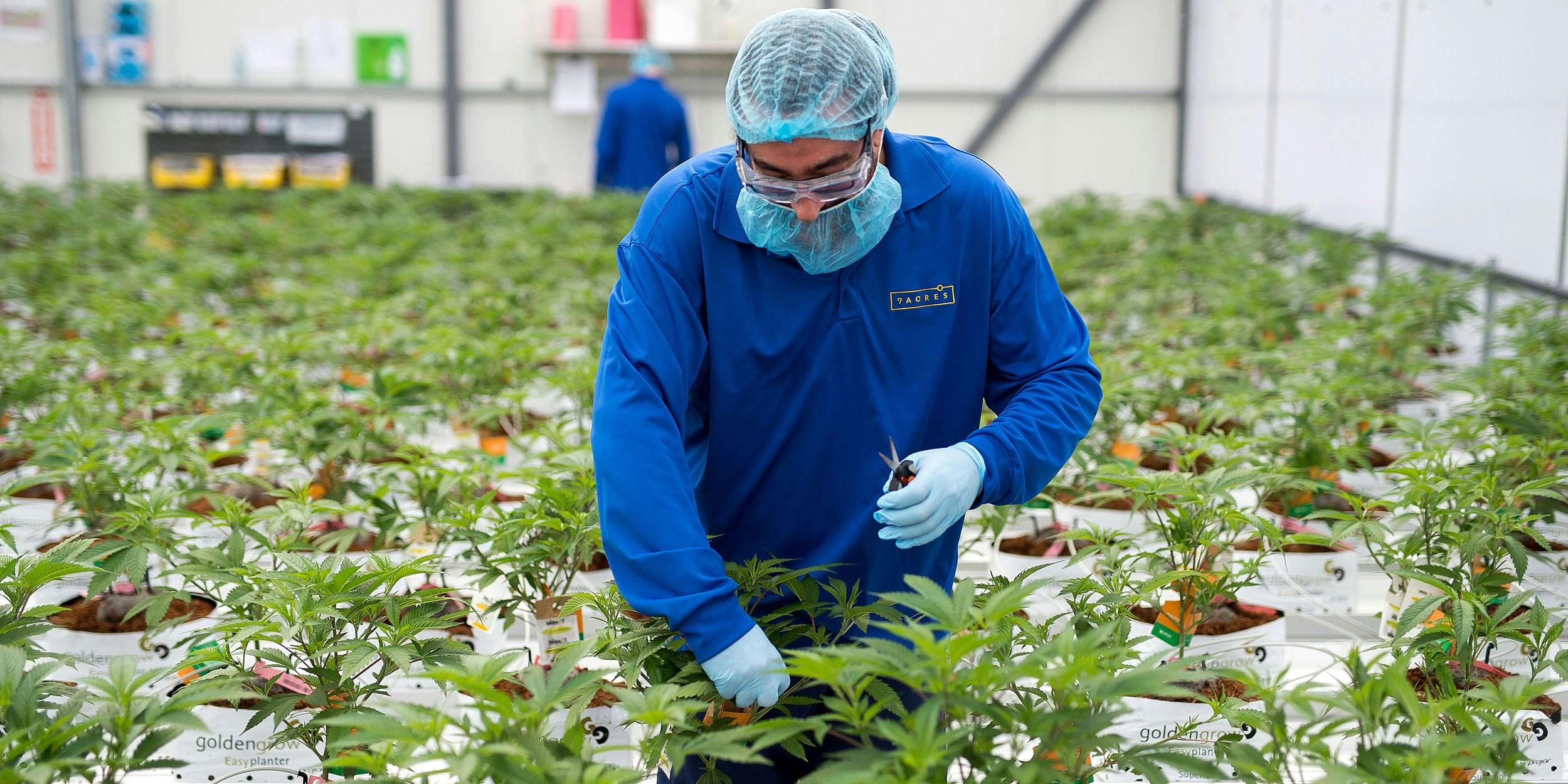An employee trims cannabis plants in a greenhouse at the 7ACRES facility in Tiverton, Ontario, Canada, on Tuesday, March 13, 2018. (Photo by James MacDonald/Bloomberg via Getty Images)