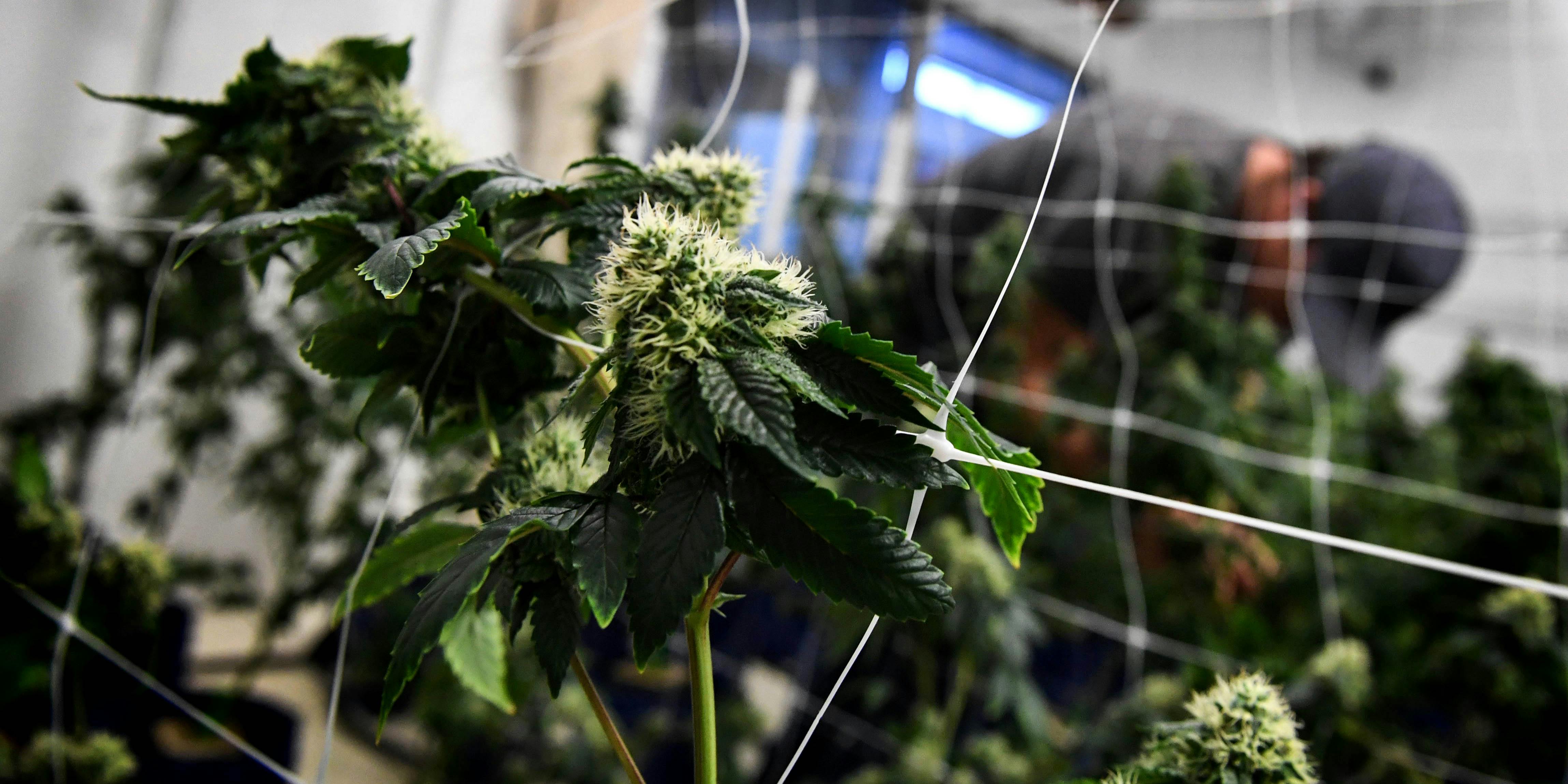 A worker tends to cannabis plants growing in Los Angeles. Plants like these might soon be sprayed with DNA tracking so their origin can be traced.